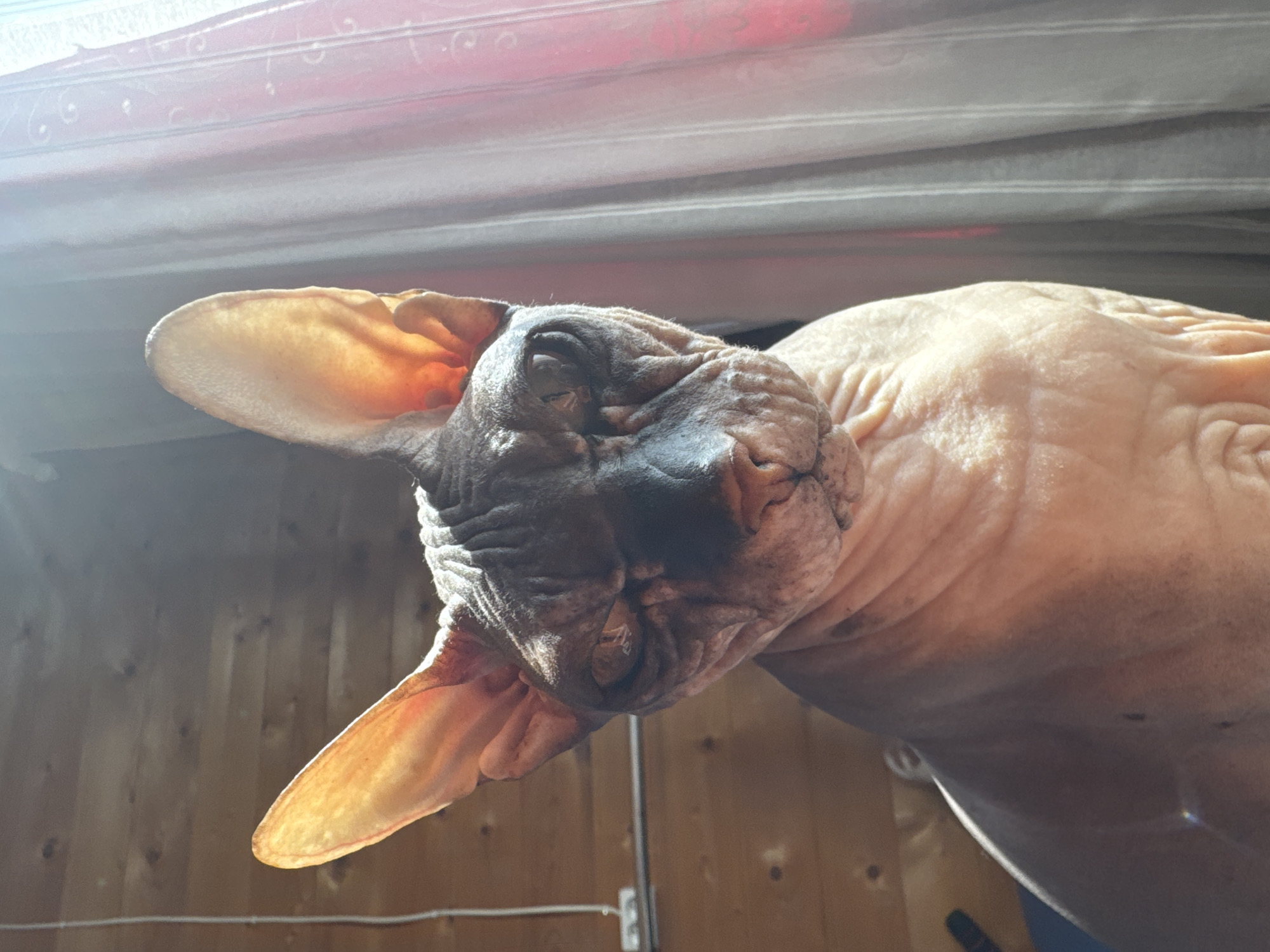 Sphynx cat at home in Nikolaevka, photographed from multiple angles