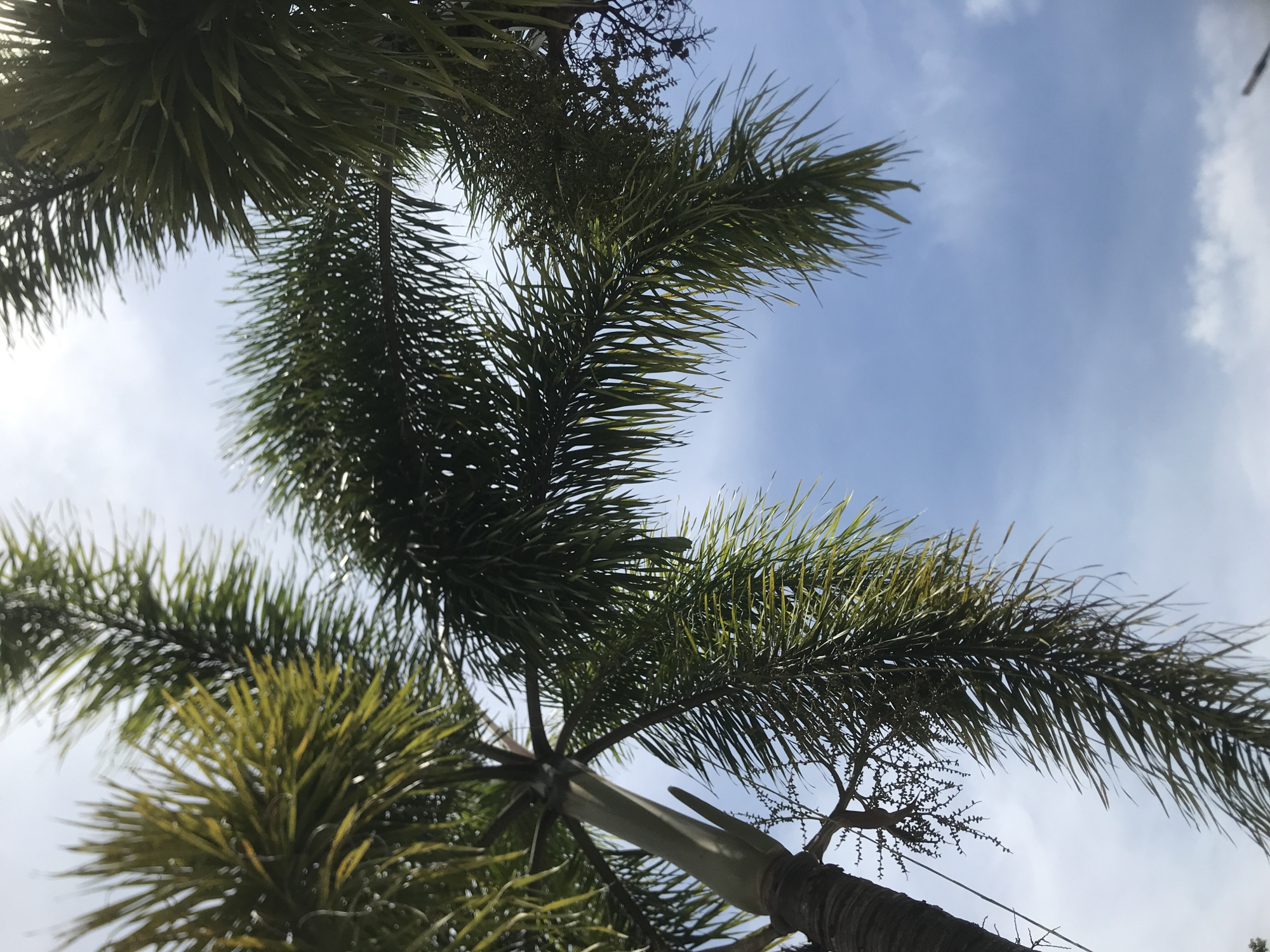 Morning scenes captured in Lhokseumawe: palm trees, Indonesian flag