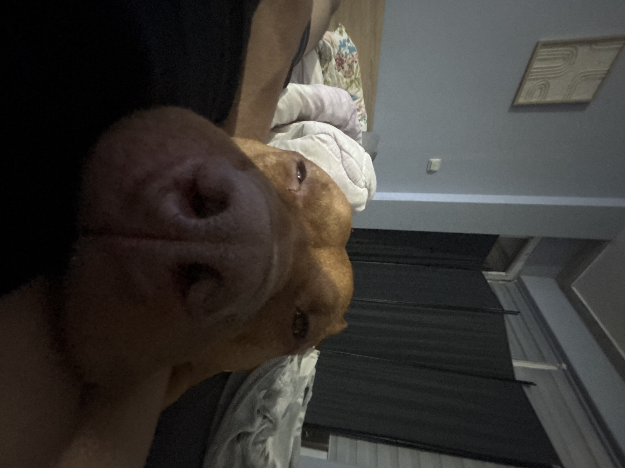 Dog rests on bed in Sofia home