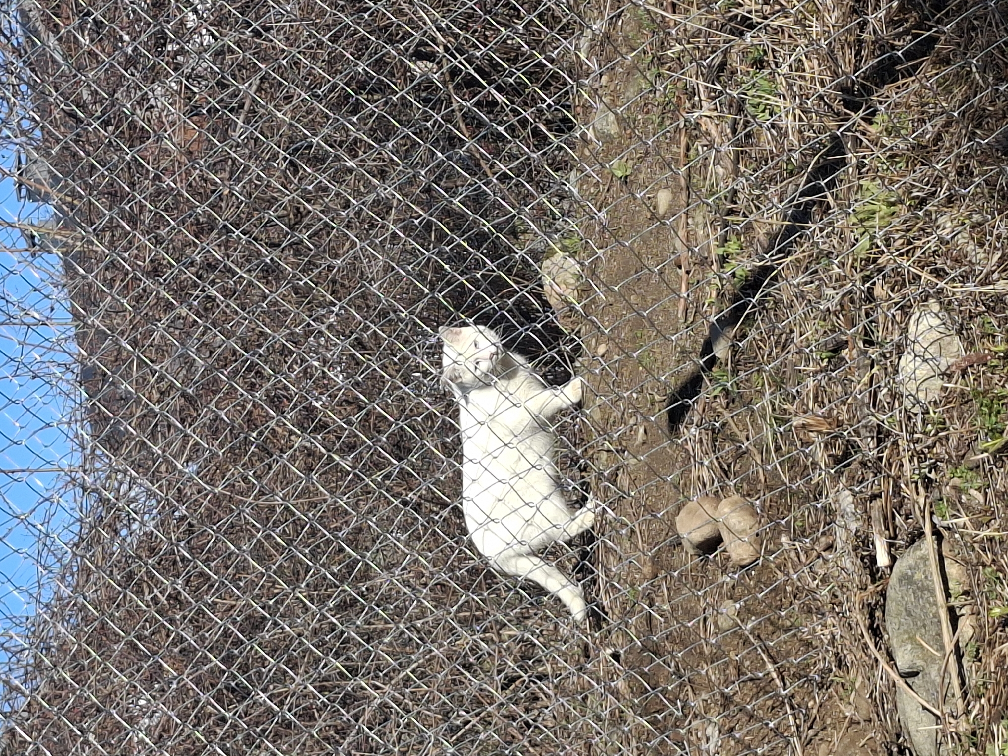 White cat spotted behind fence in Bansko, Bulgaria
