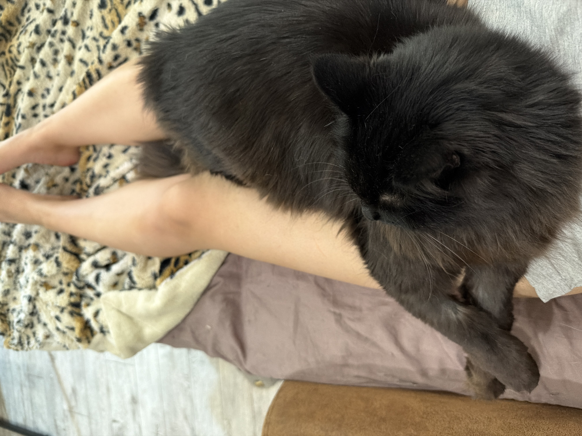 Lazy afternoon with cats and a dog in Kamchatka