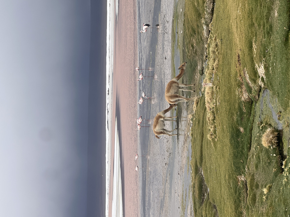 Vicuñas spotted near flamingo lake in Bolivia highlands
