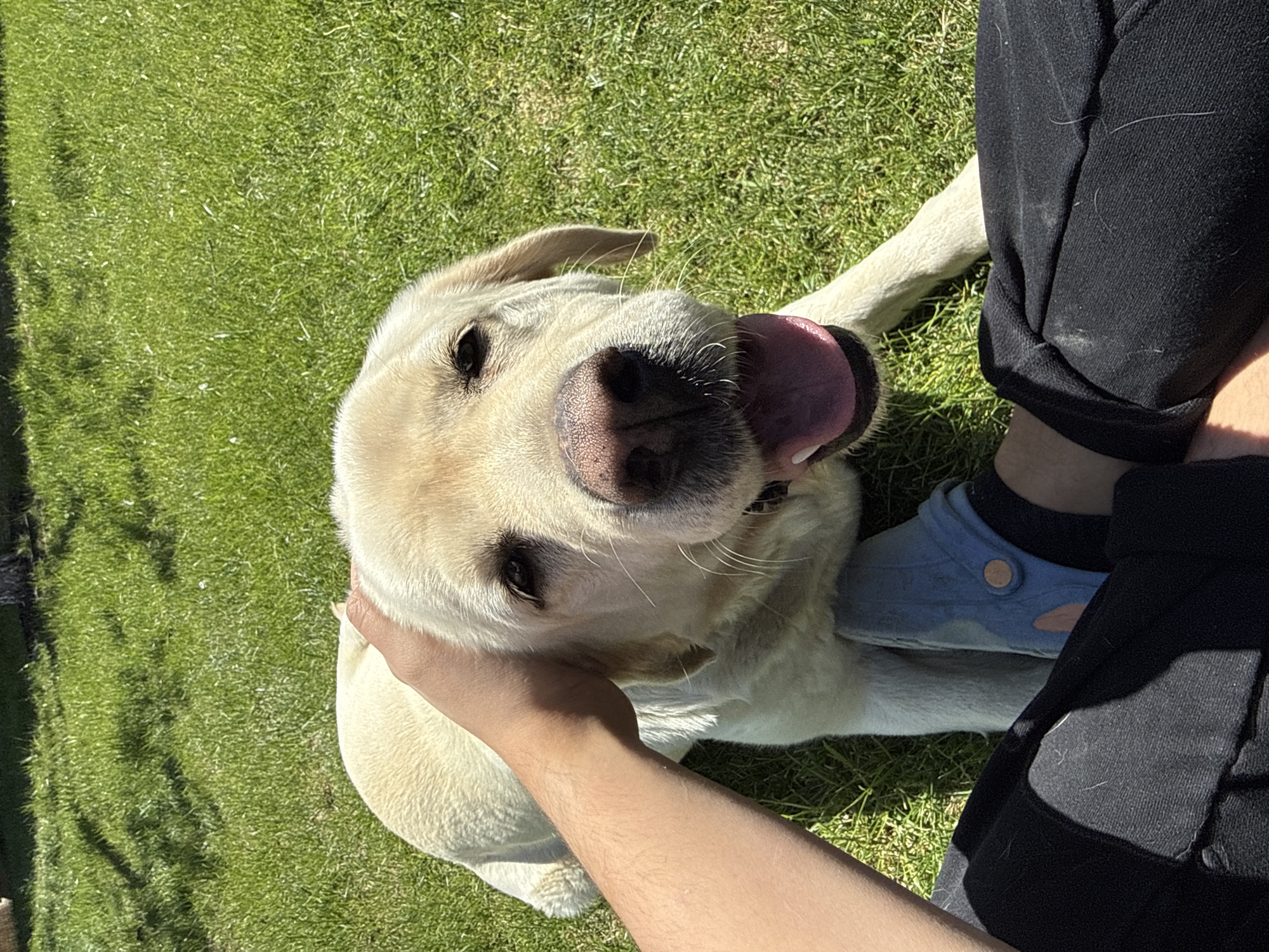 Dog enjoys sunny morning in Bulgarian village garden