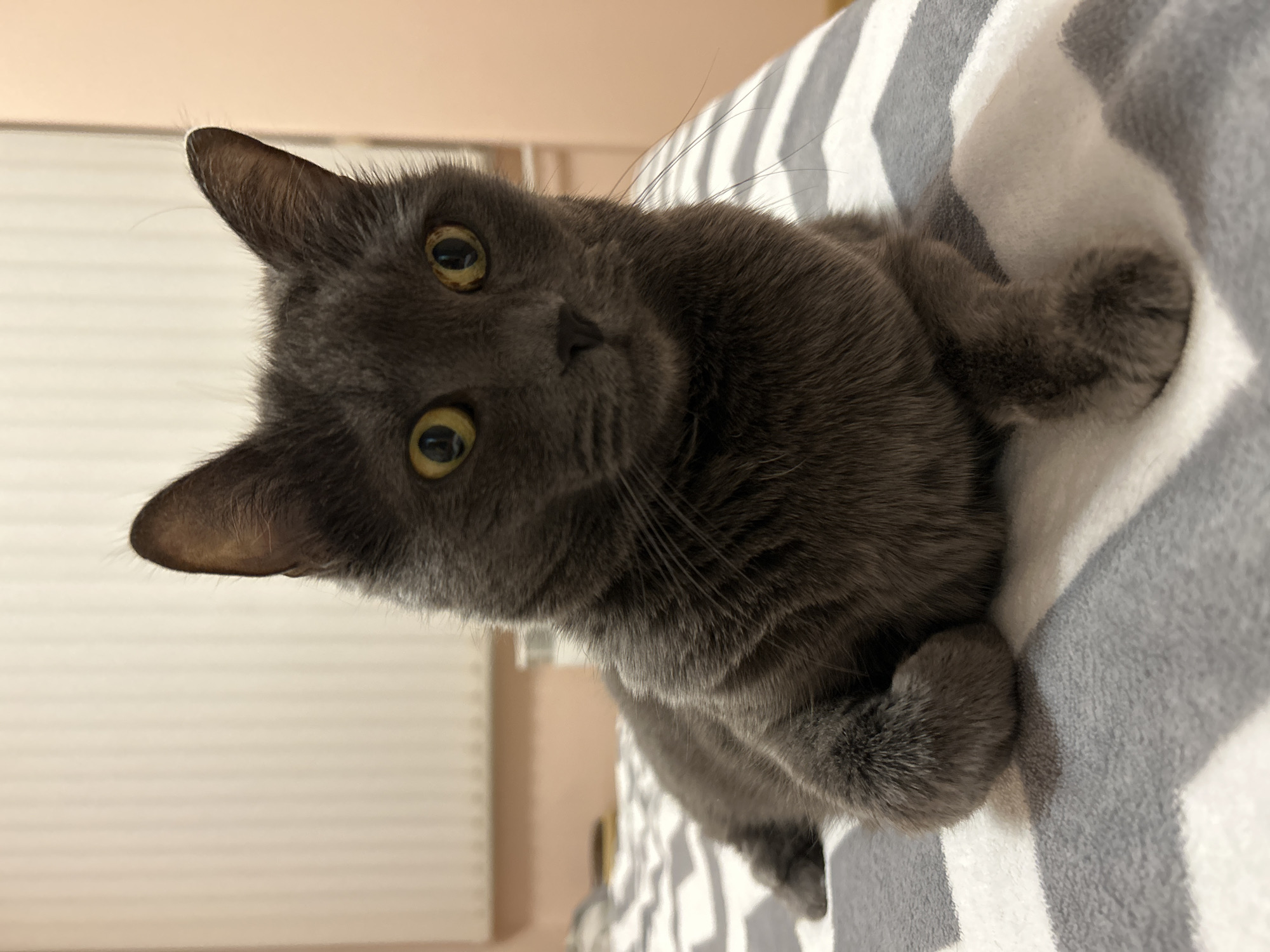 Gray cat photographed resting on striped blanket in Bulgaria