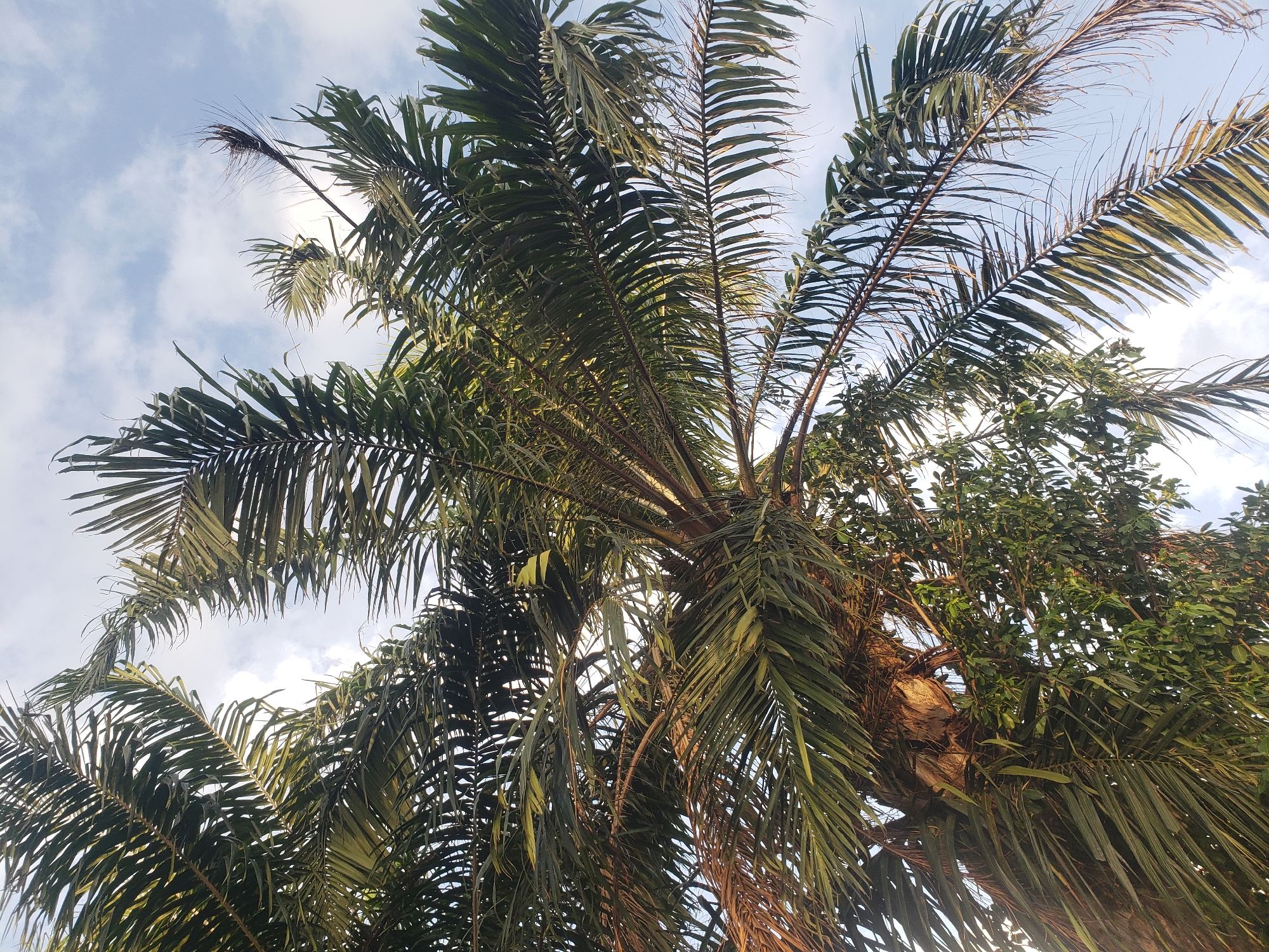 Daily life scenes documented in Gumel, Nigeria