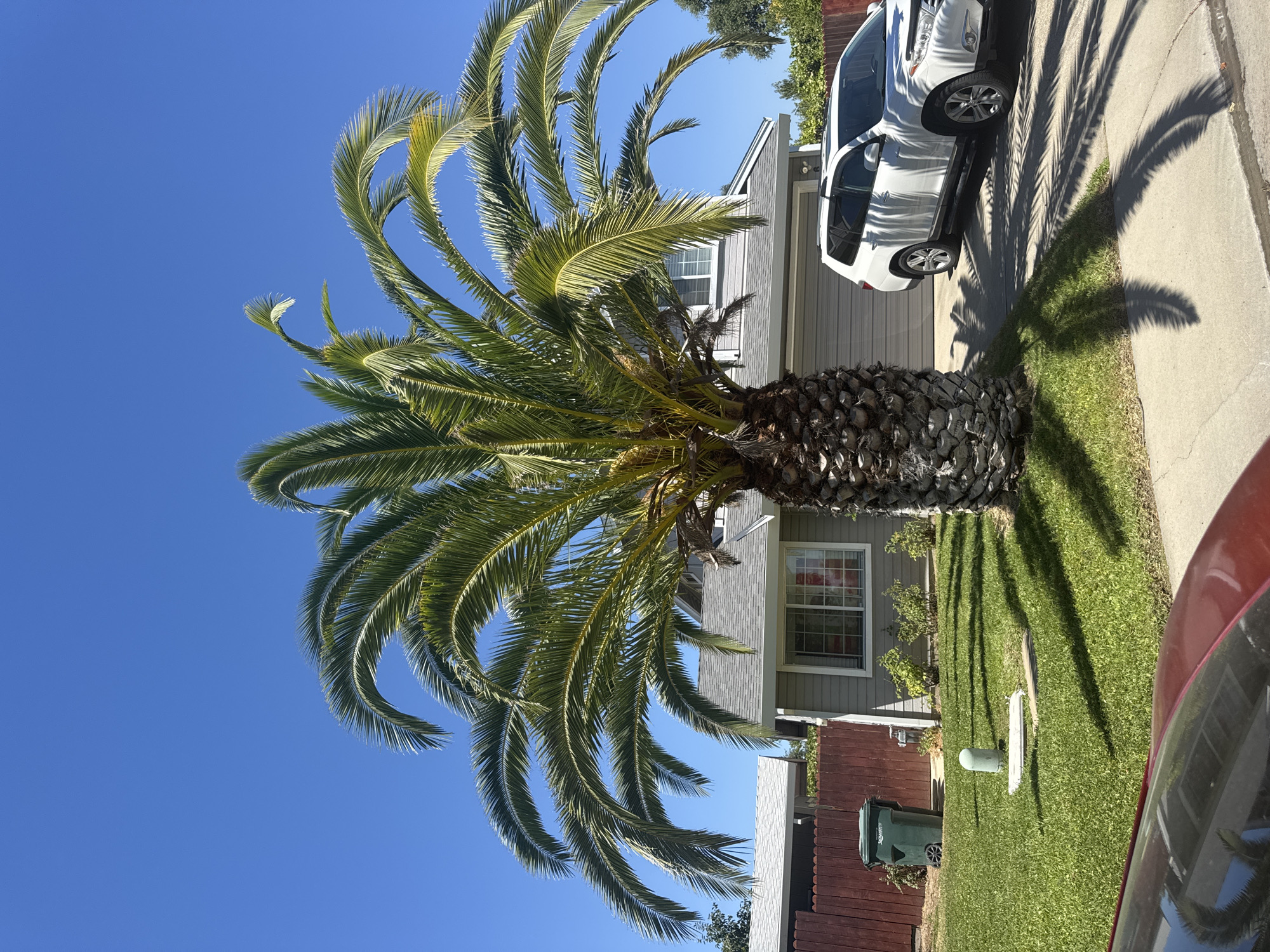 Rio Linda yard with palm and blooming crape myrtle in summer