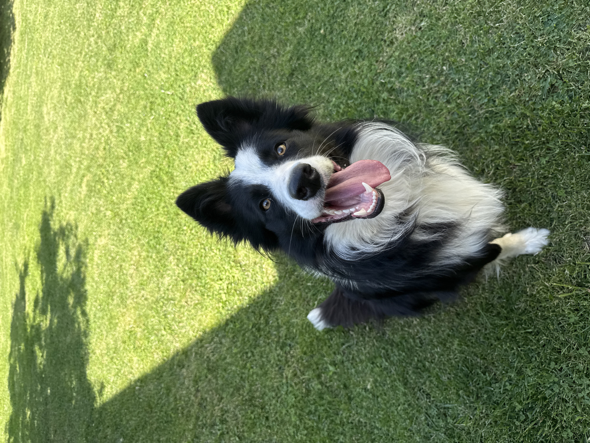 Border Collie relaxing on a sunny lawn in Berkovitsa