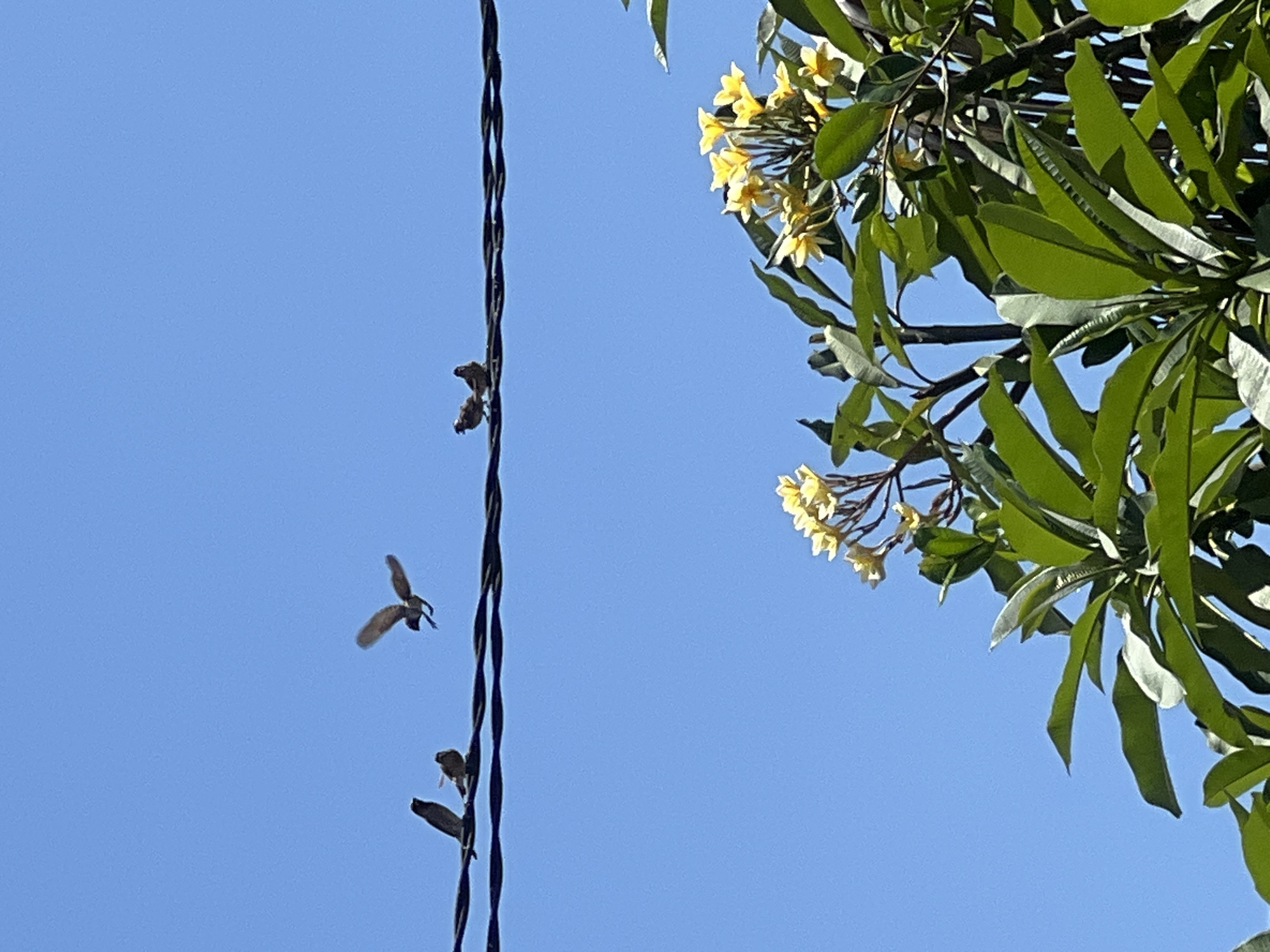 Morning scenes documented at North Kuta resort area