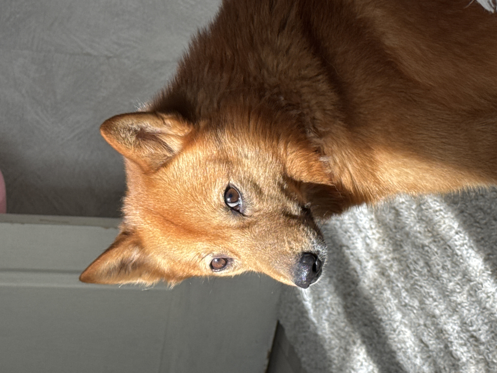 Red dog photographed resting indoors in Chaikovsky, Russia