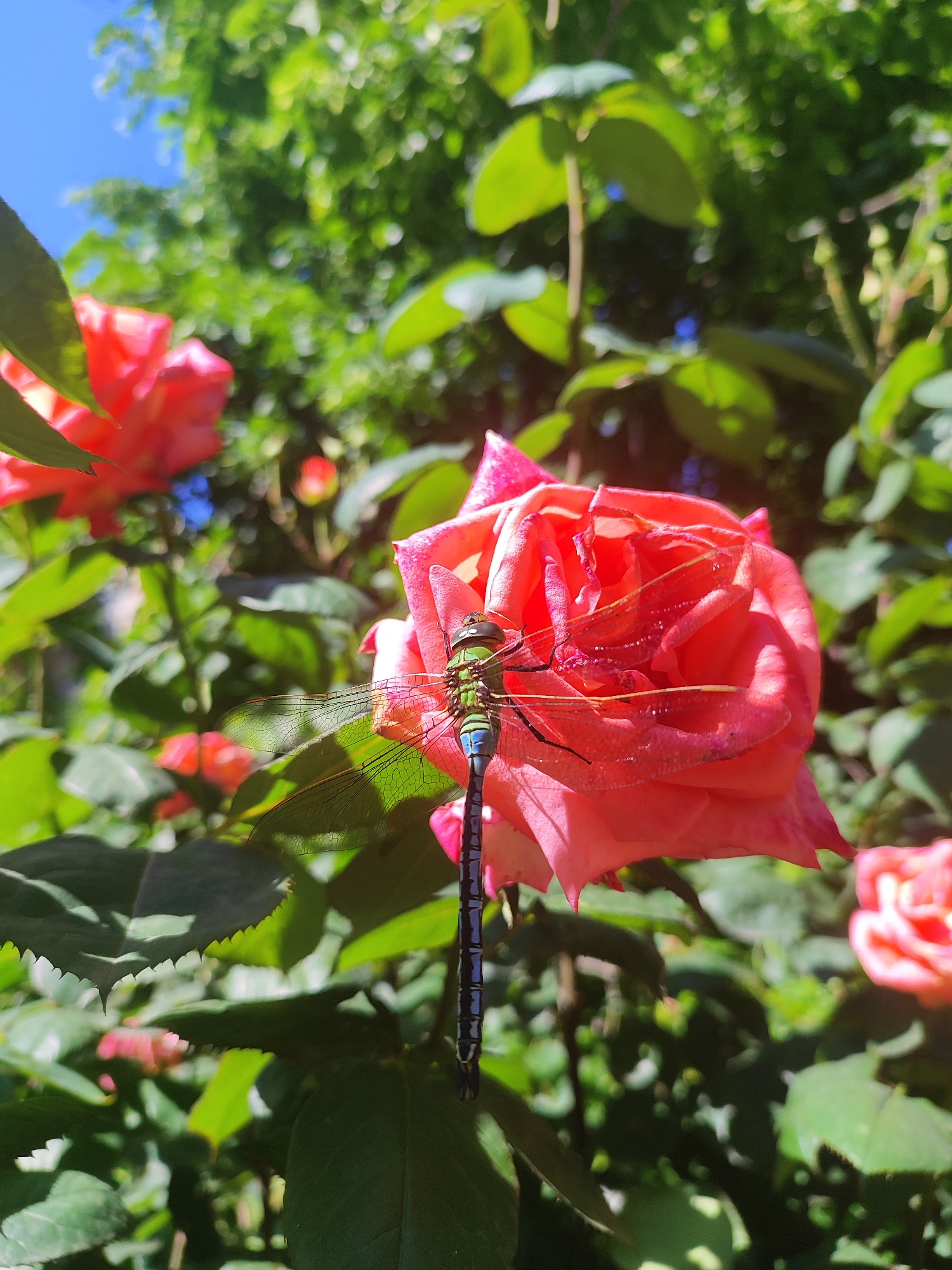 Garden blooms and dragonfly spotted in Krasnodar