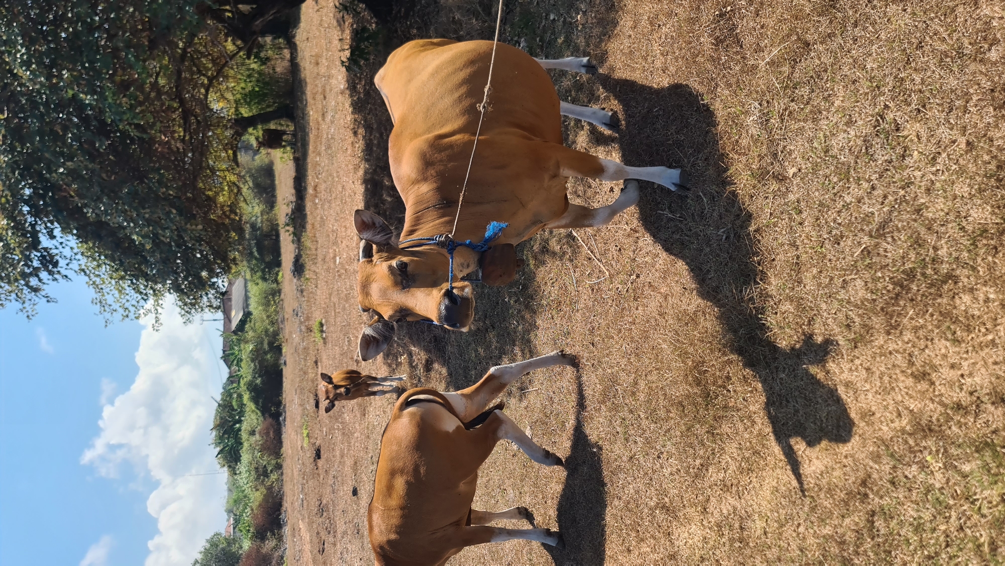 Bali's Bukit Peninsula: paragliding site, coastal cliffs, and grazing cattle