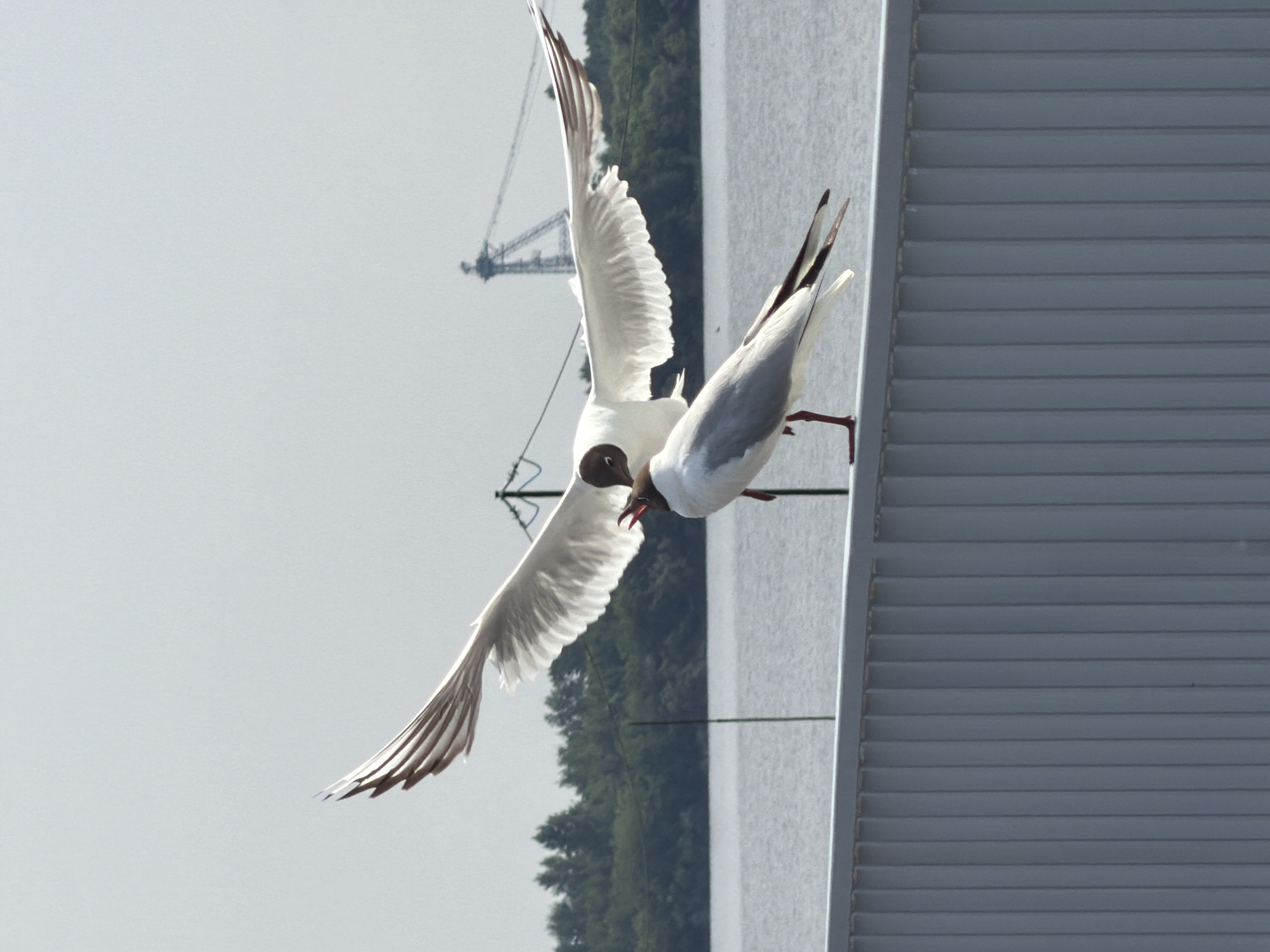 Seagull spreads wings on a railing in Solikamsk