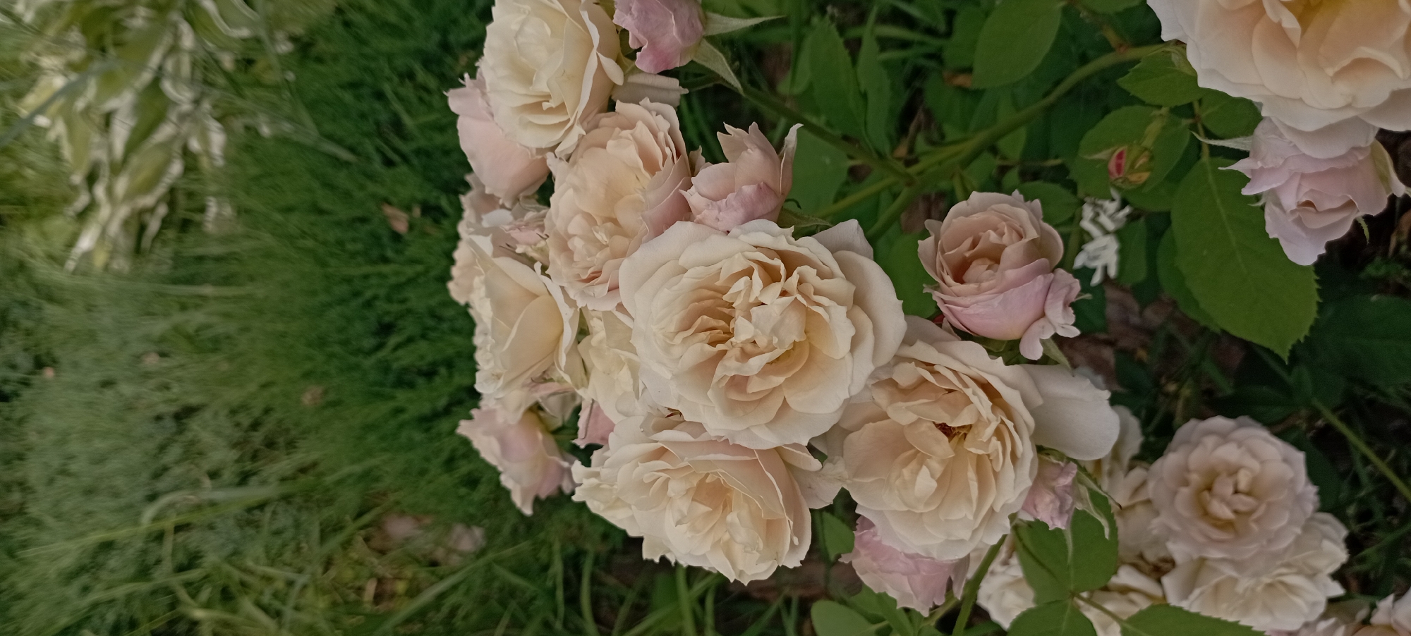 Close-up floral photography: roses and orchids in detail