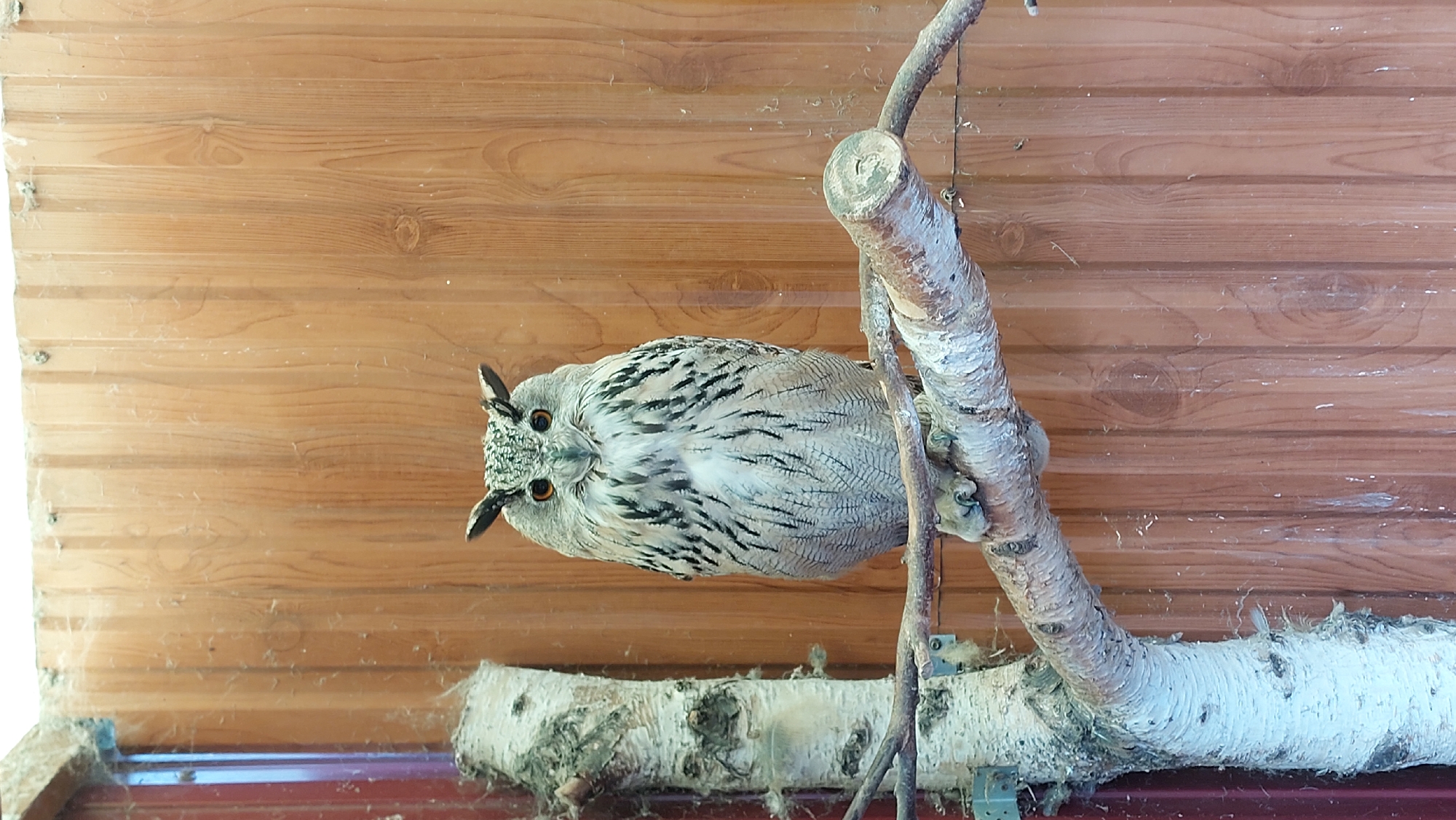 Owl on a branch, goats in a pen — a quiet farm evening
