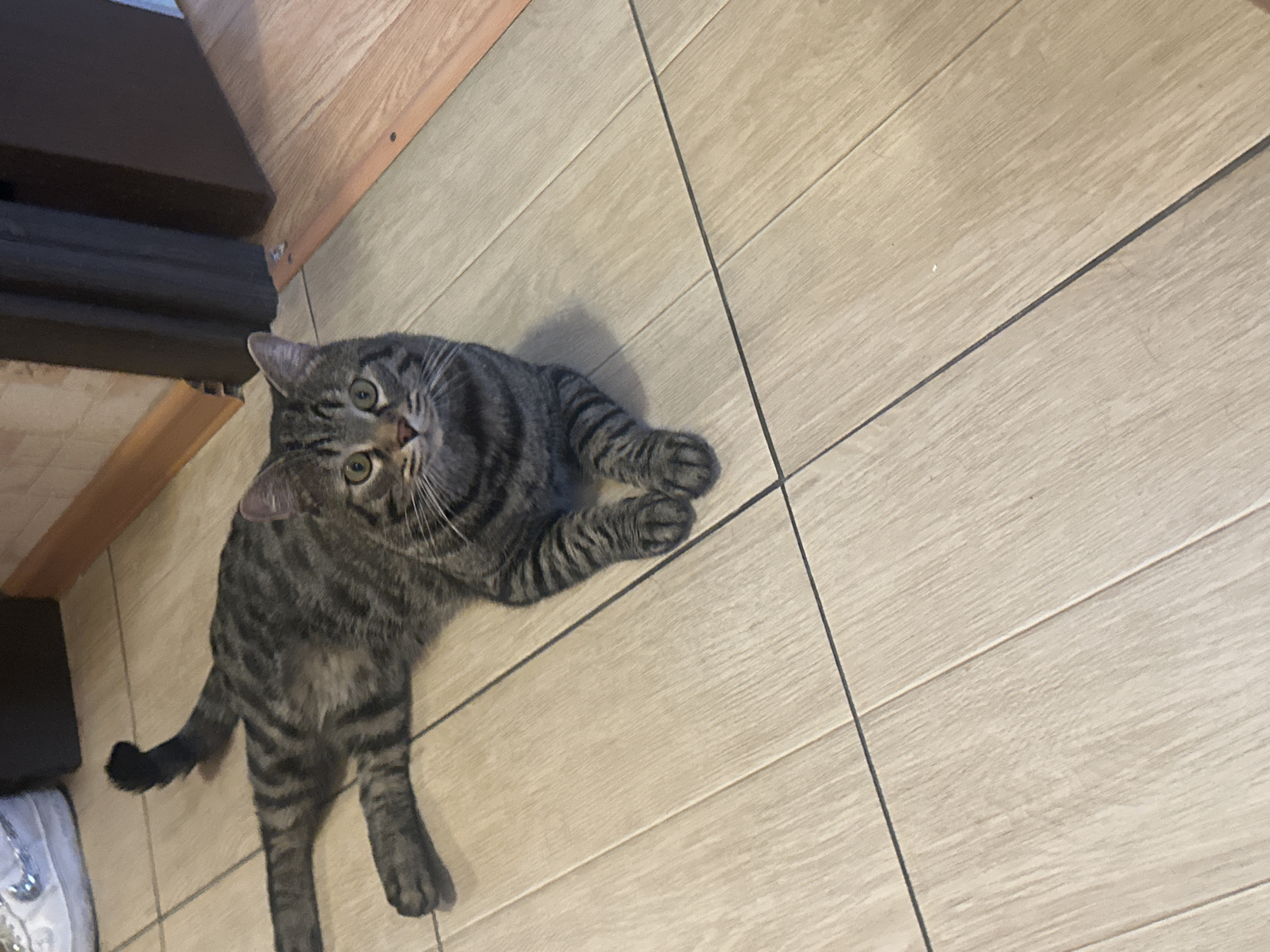 Tabby cat photographed repeatedly on tiled floor in Stavropol