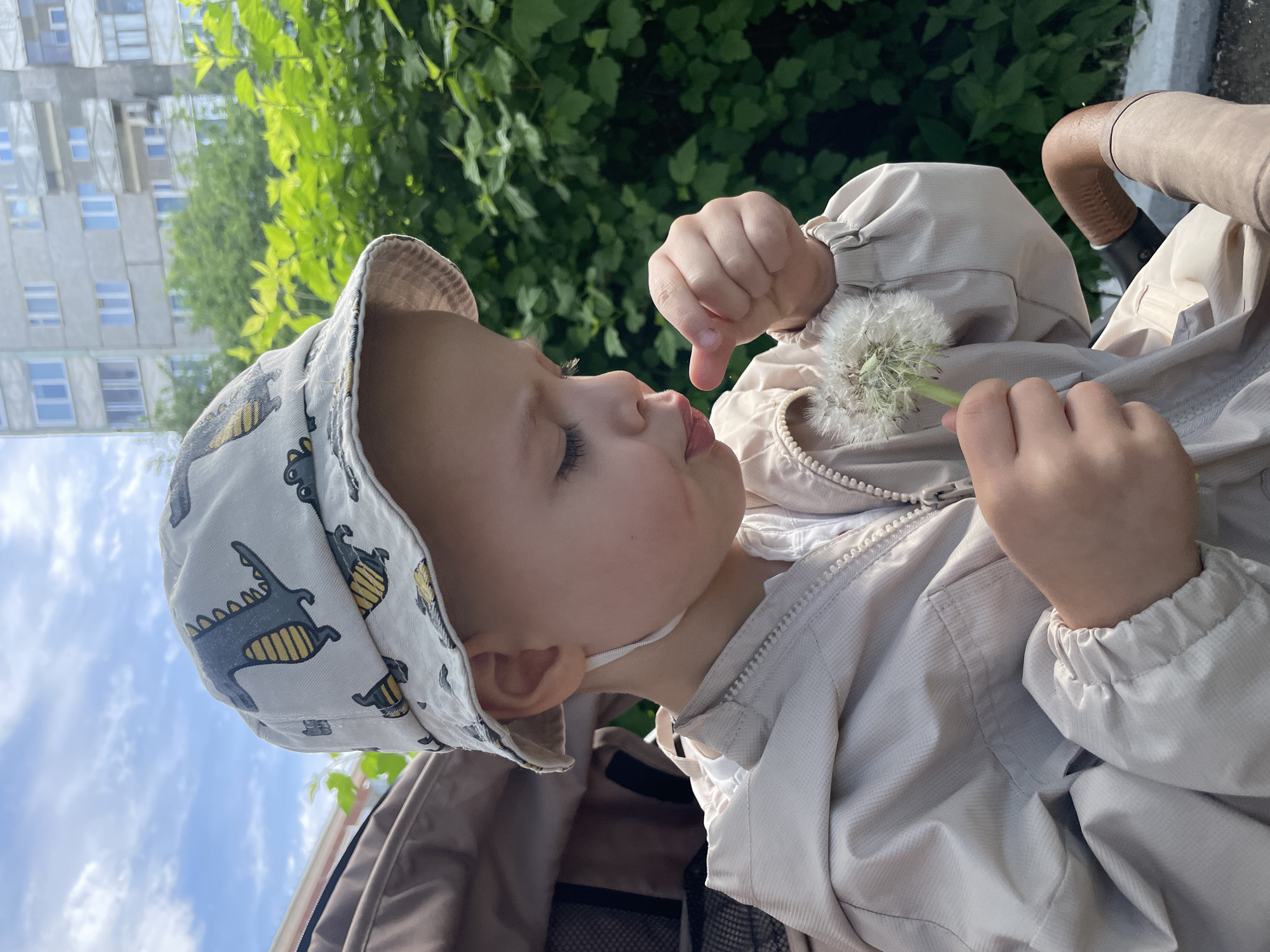 Child in stroller plays with dandelion on morning sidewalk