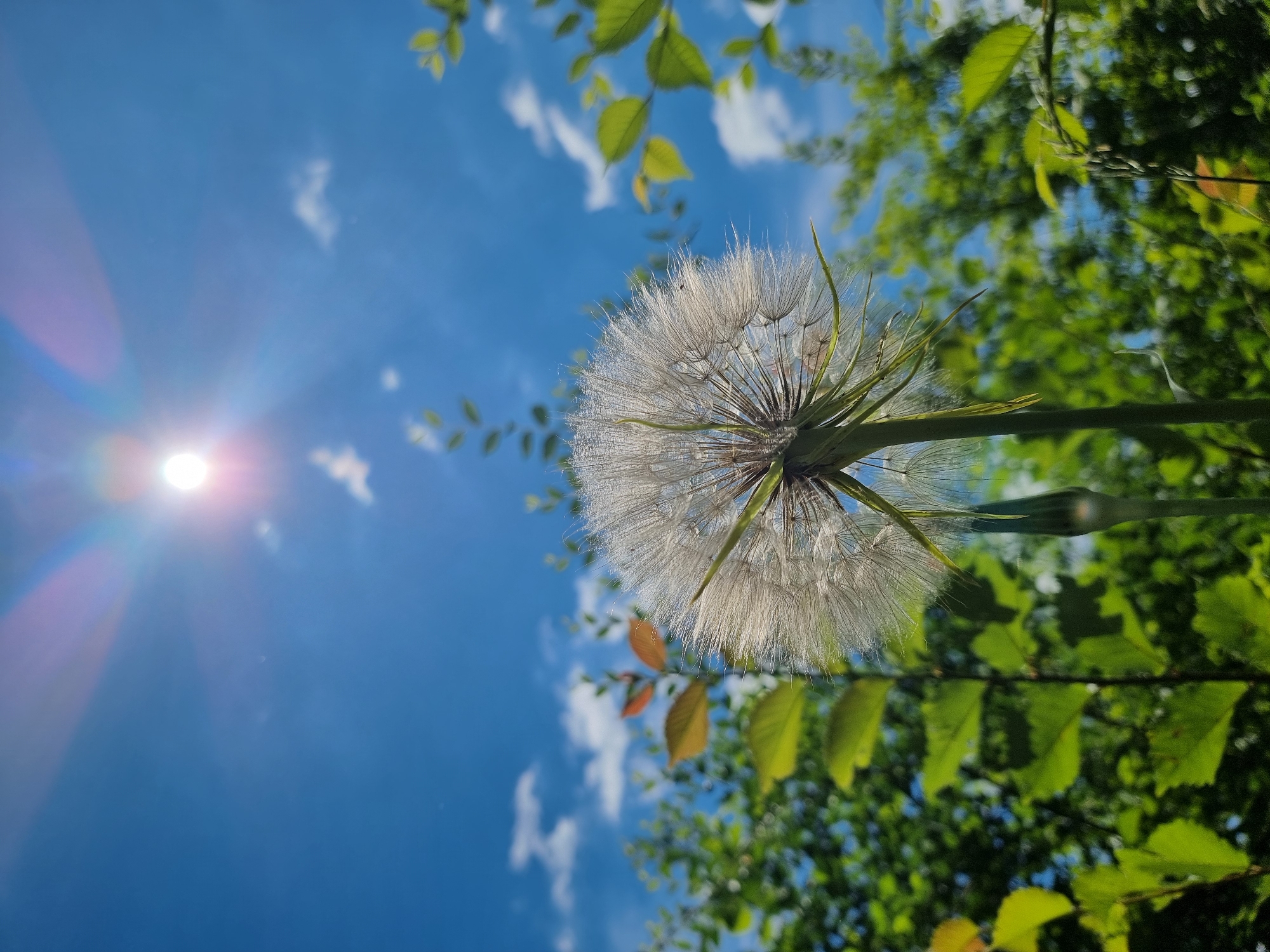 Spring blooms and daily life details around Kryvyi Rih