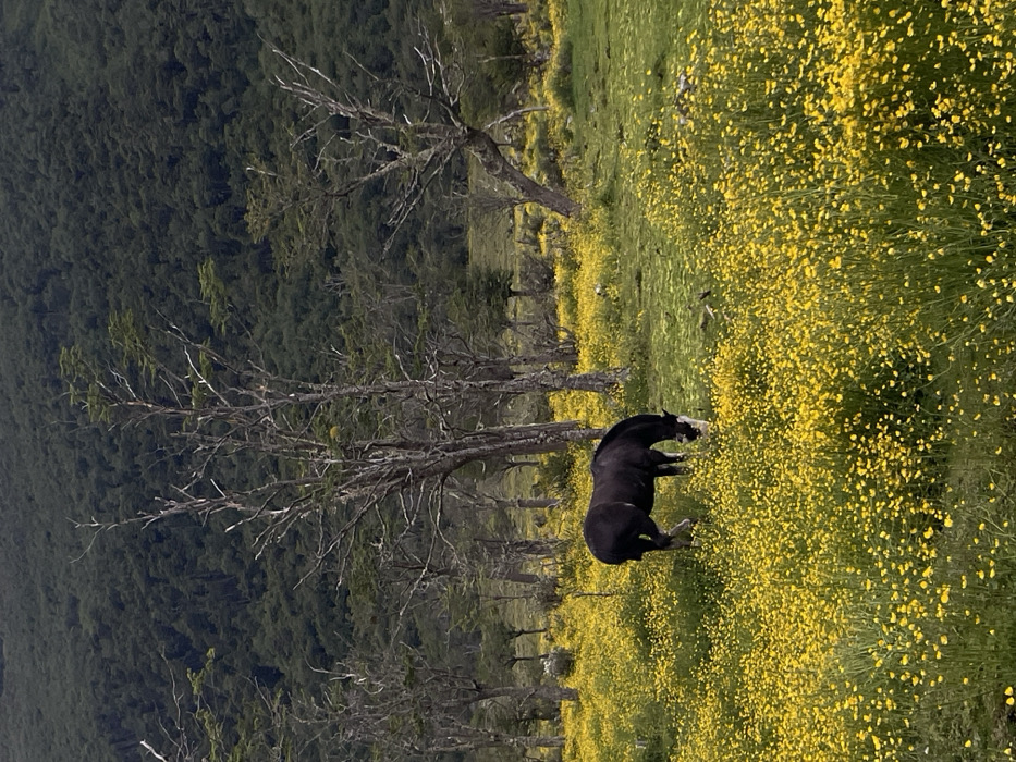 Horses graze in wildflower meadow near Ushuaia, Argentina