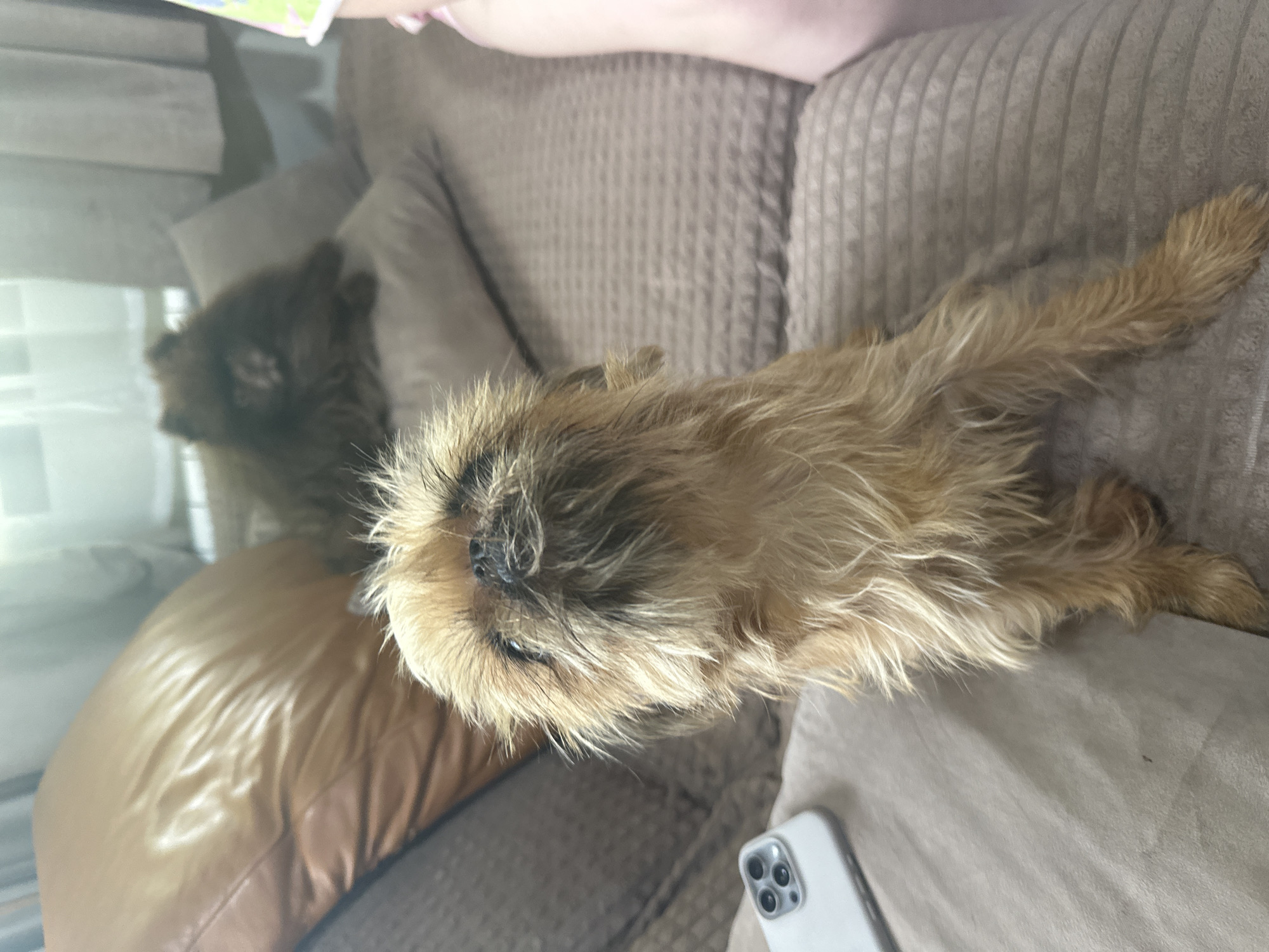 Dogs and a cat at home in Osinniki, Russia
