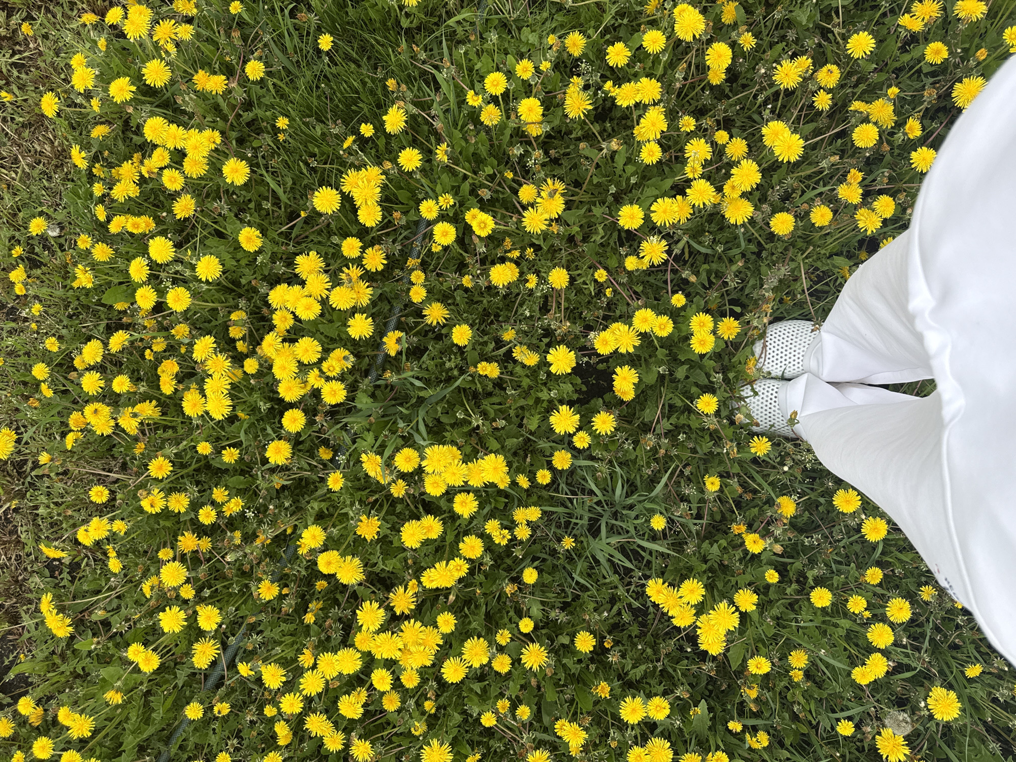 Spring dandelion blooms documented in Russian village Ленино