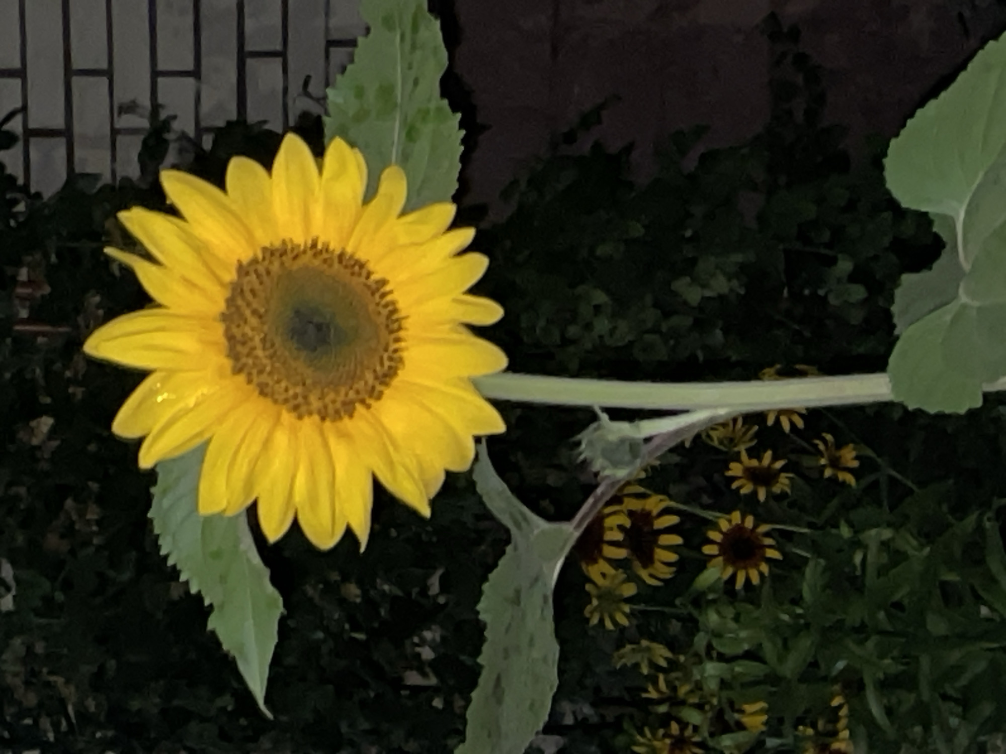 Evening garden flower photography across Krasnogorsk, summer 2026