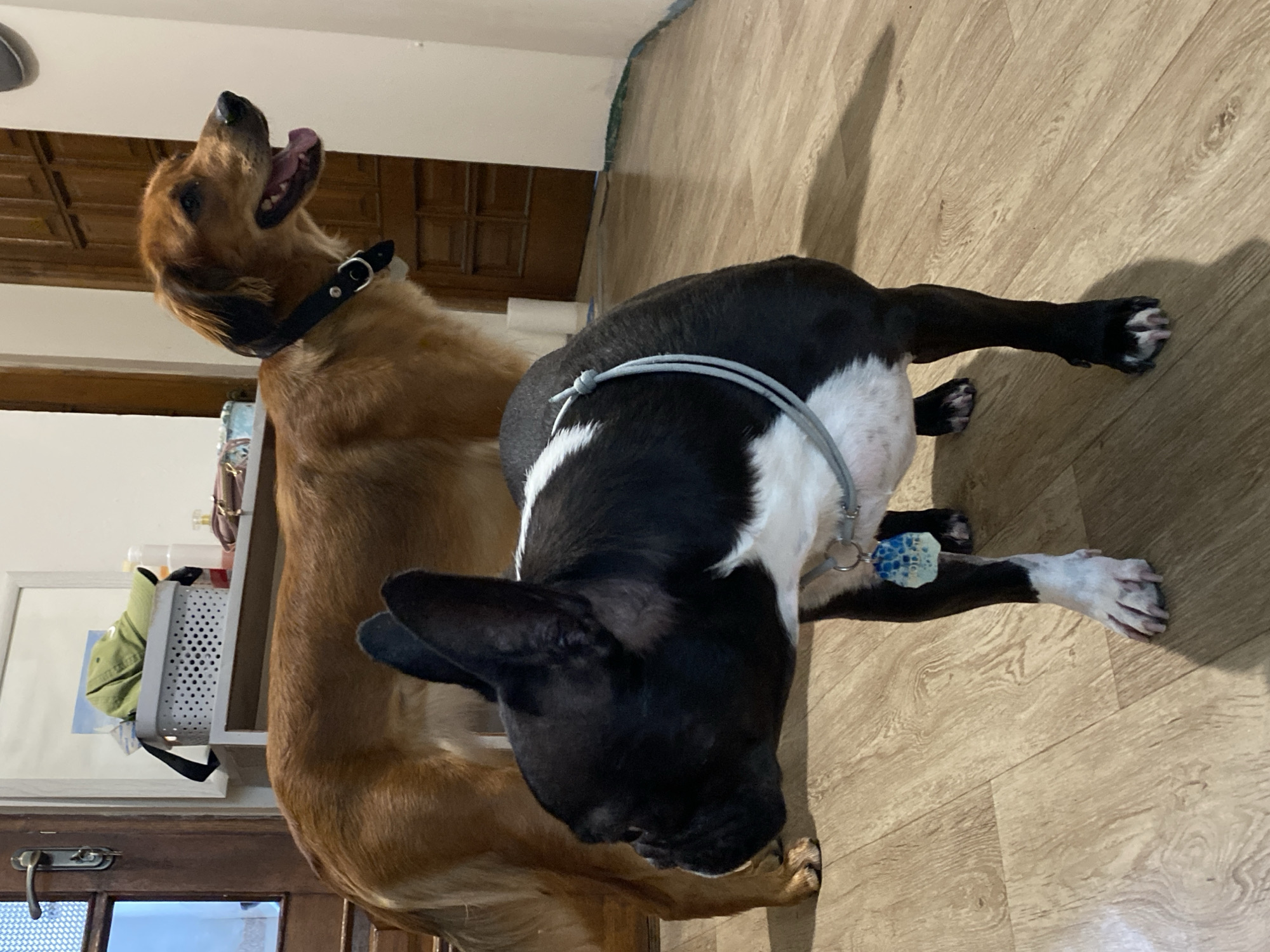 Two dogs relaxing inside a Batumi home on a July afternoon.