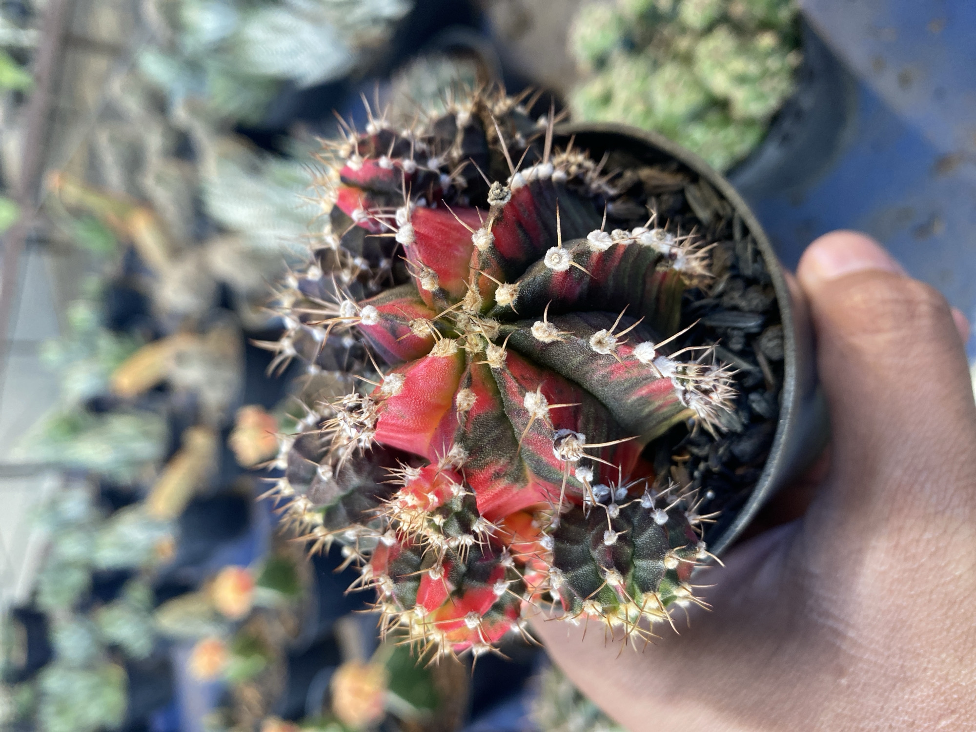 Browsing cacti, succulents, and orchids at a Banjarejo plant market