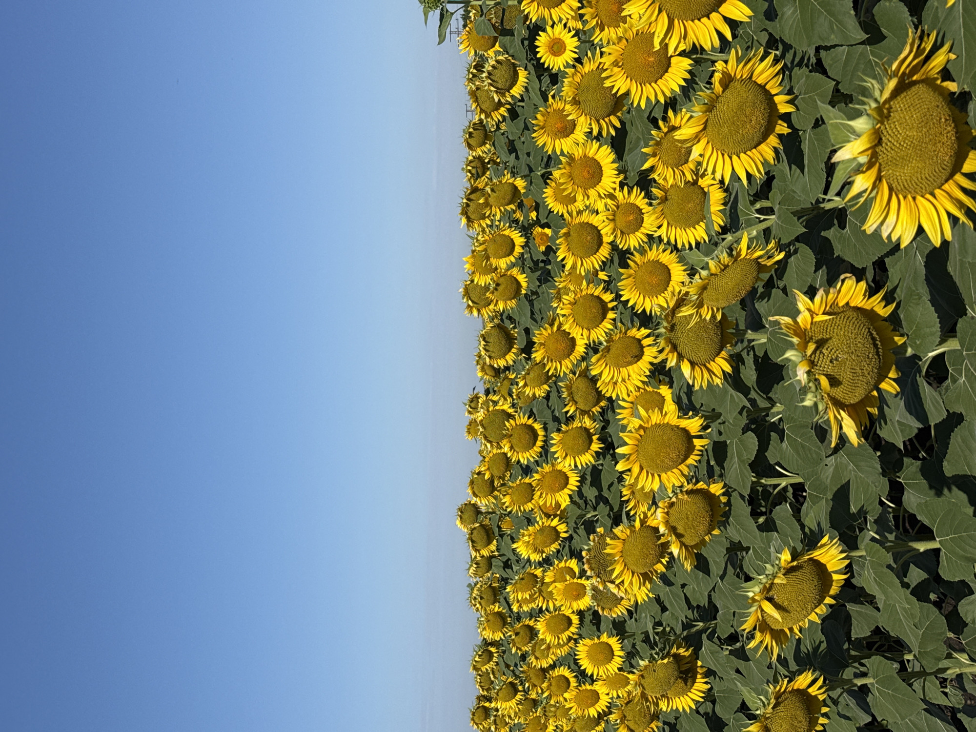 Sunflowers in full bloom across a Burgas field