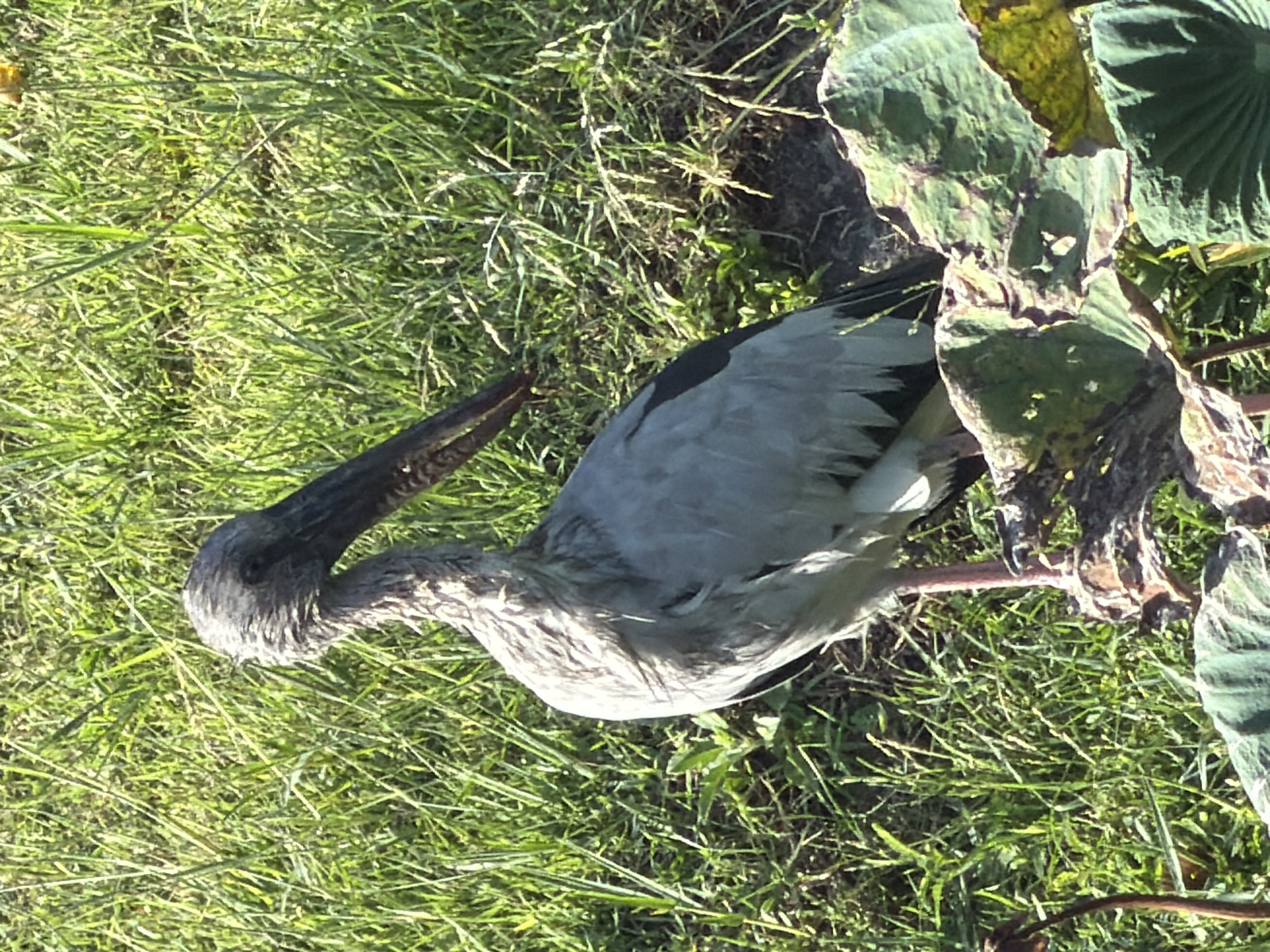 Grey heron among blooming lotus plants in Ko Samui