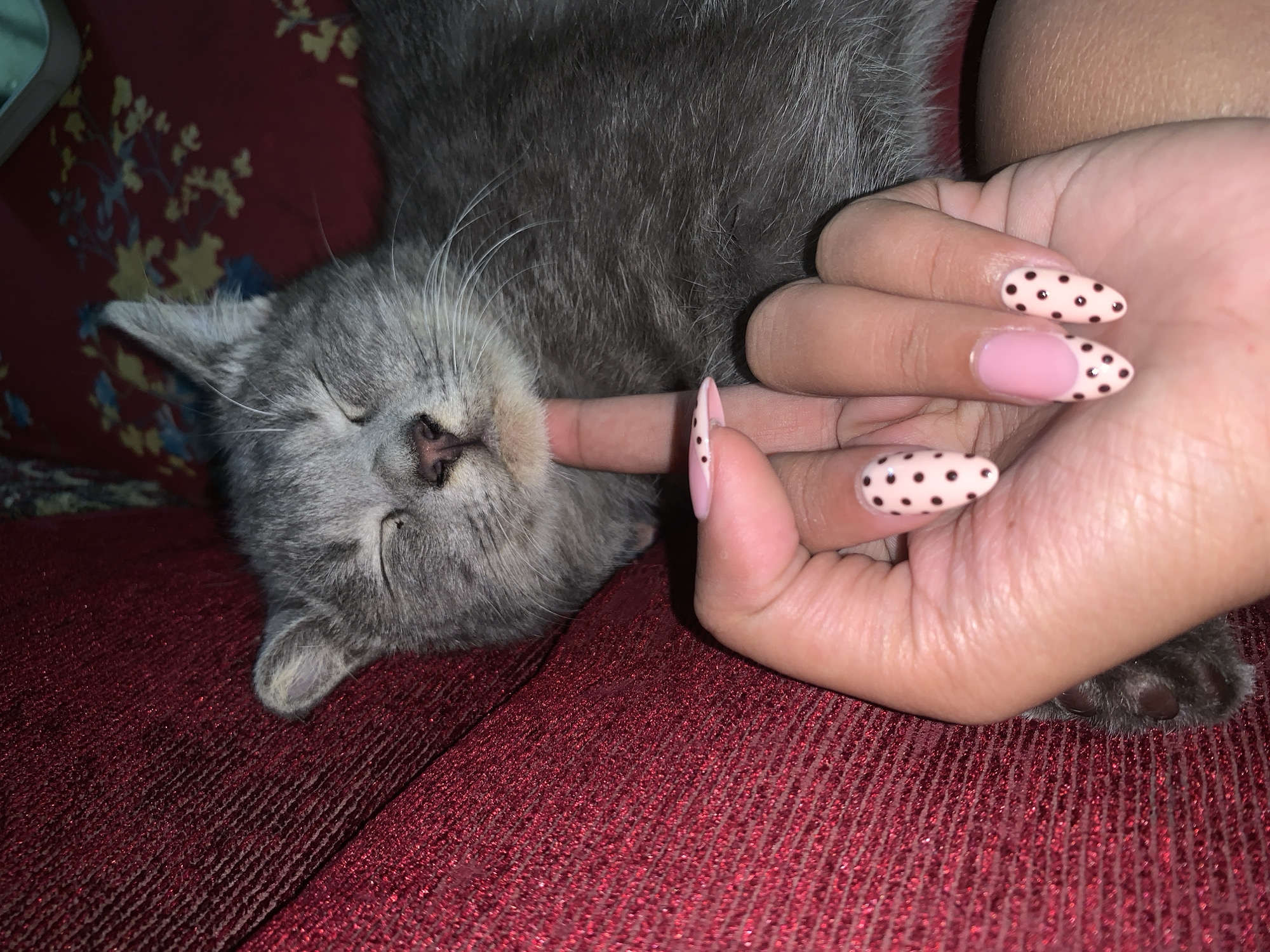 Late-night kitten bonding session captured in Jajag, Indonesia
