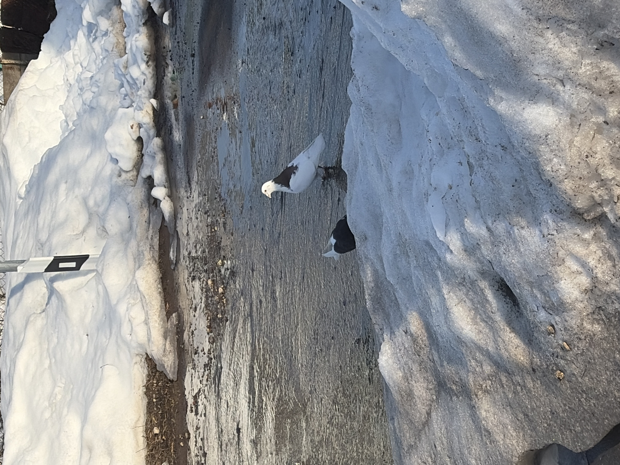 Birds navigate wet winter streets in Kozlovka, Russia