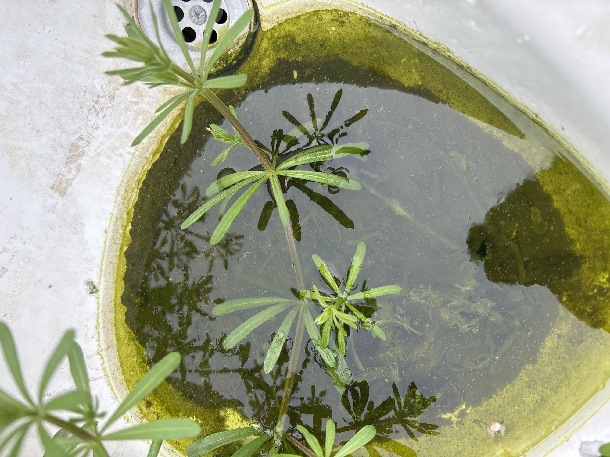 Abandoned sink, overgrown vegetation documented in Kuklen, Bulgaria