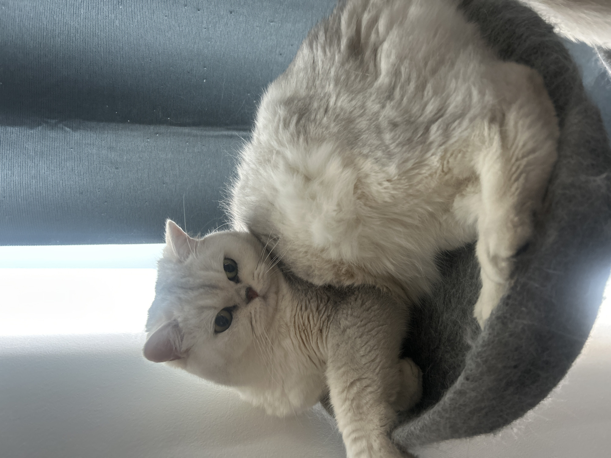 Cat observed resting and playing in London home