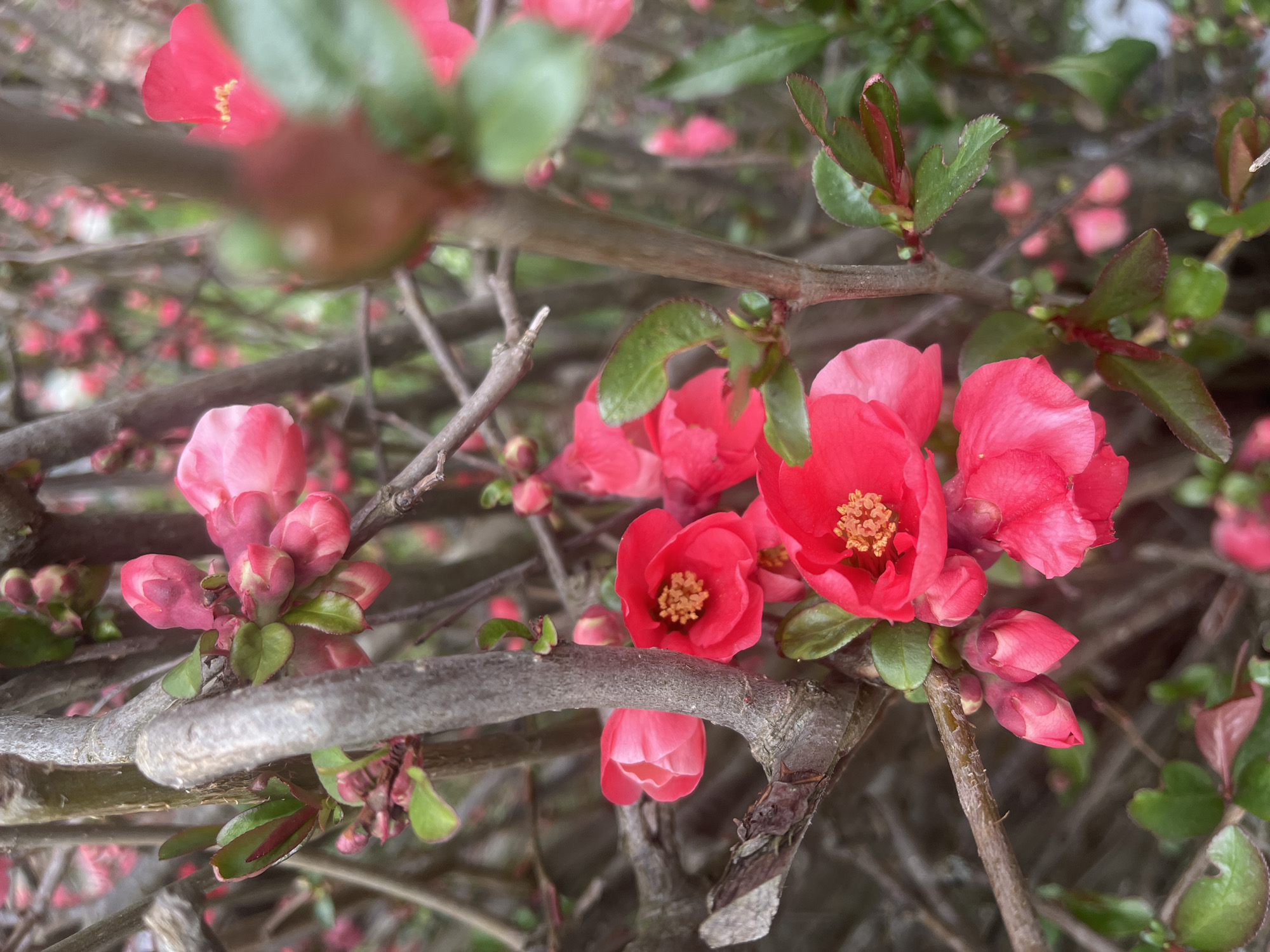 Spring blooms documented in Apriltsi, Bulgaria neighborhood