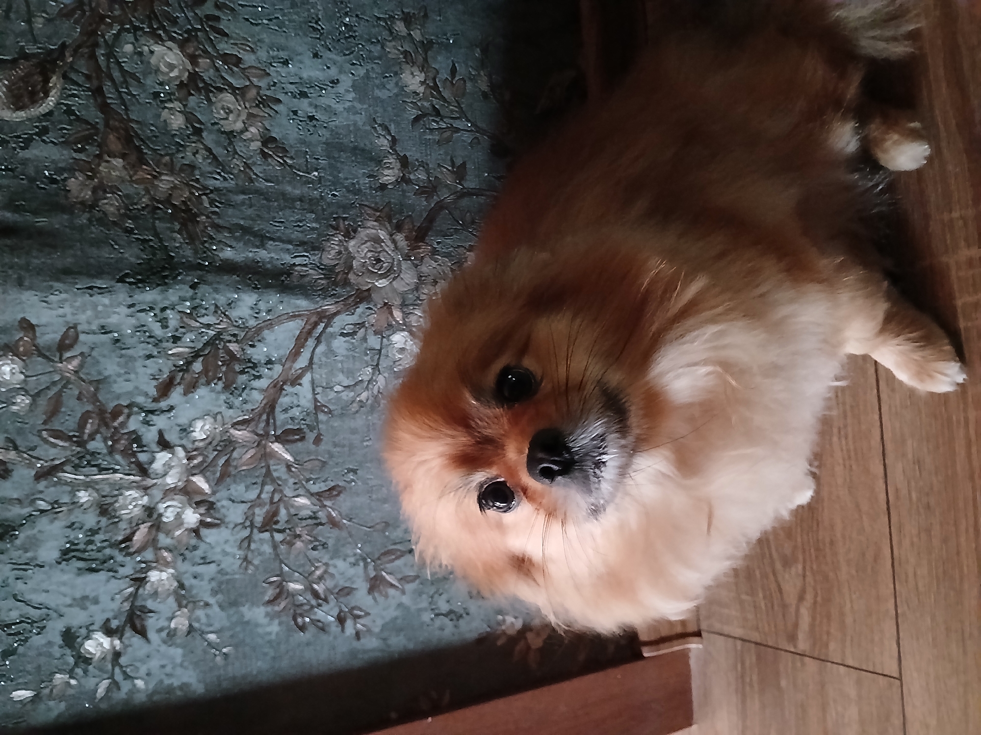 Pomeranian and guppy tanks fill a Lipetsk home morning