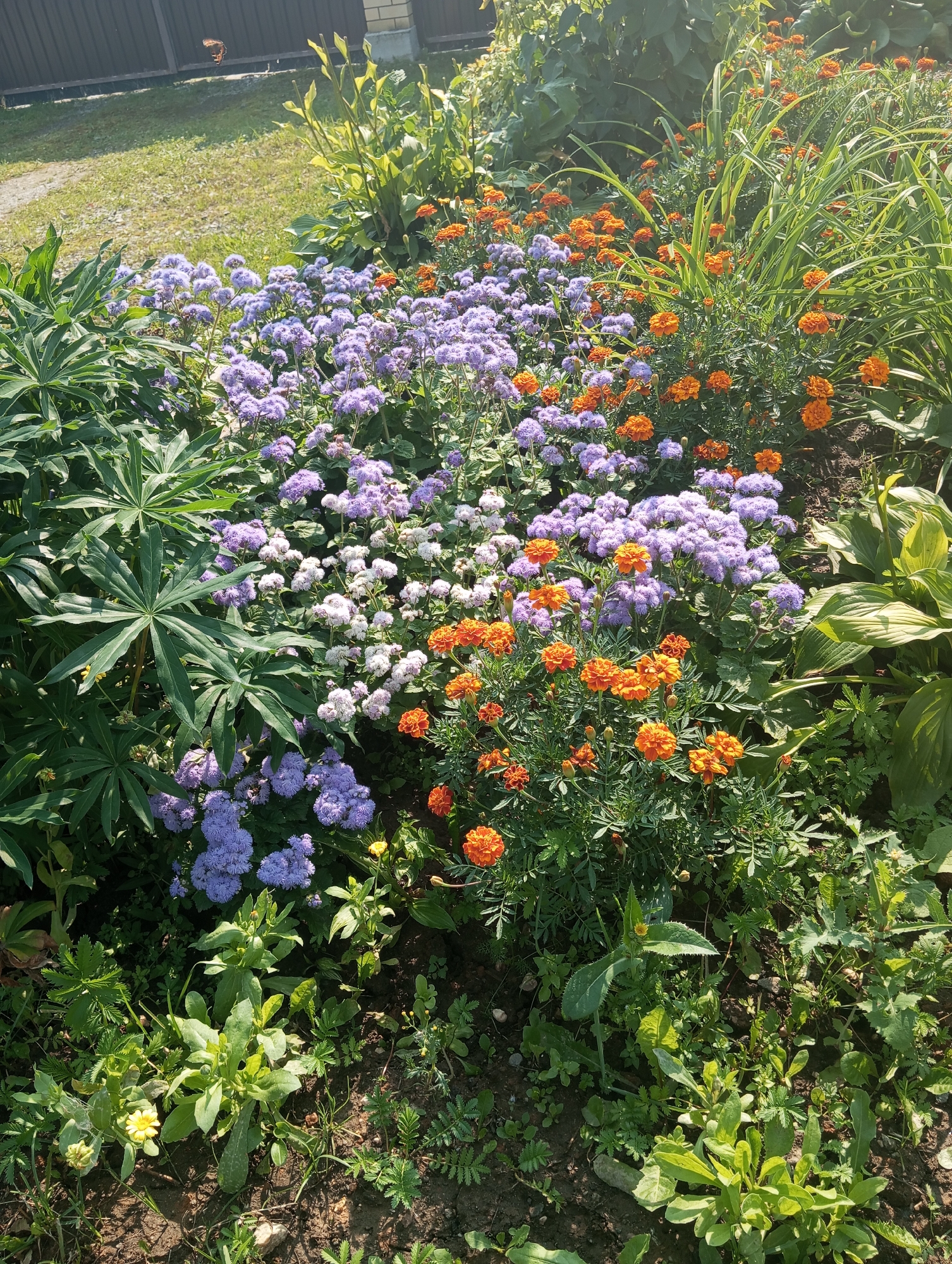 Late summer garden and street scenes full of flowers and insects