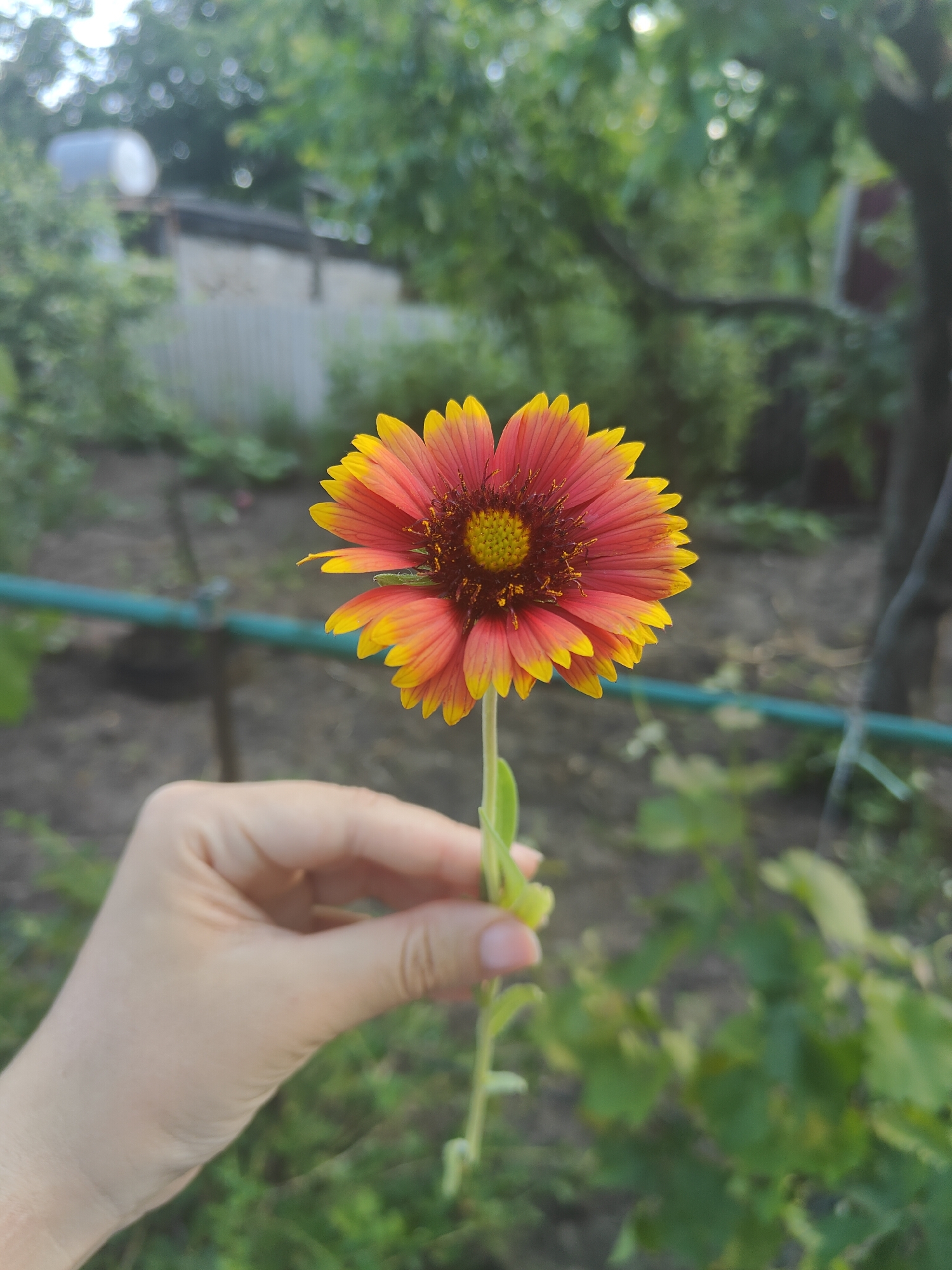 Summer backyard day with pool, pets, and garden moments