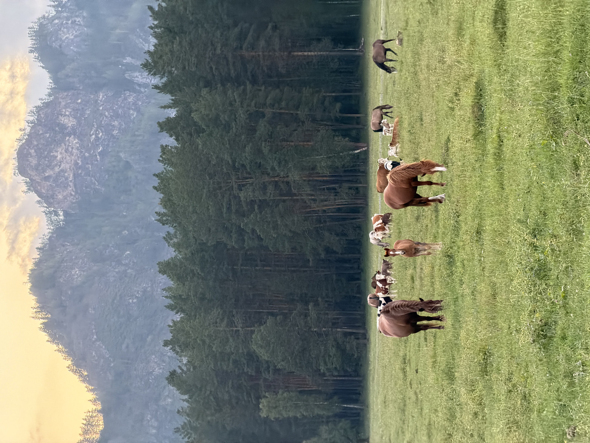 Horses and cattle graze near an Altai village