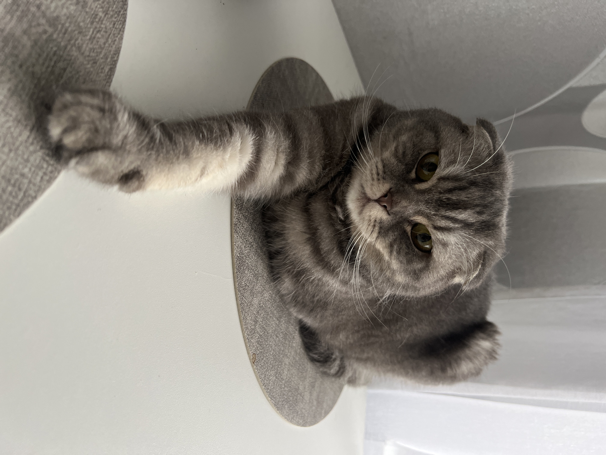 Scottish Fold cat rests on tree platform in Votkinsk