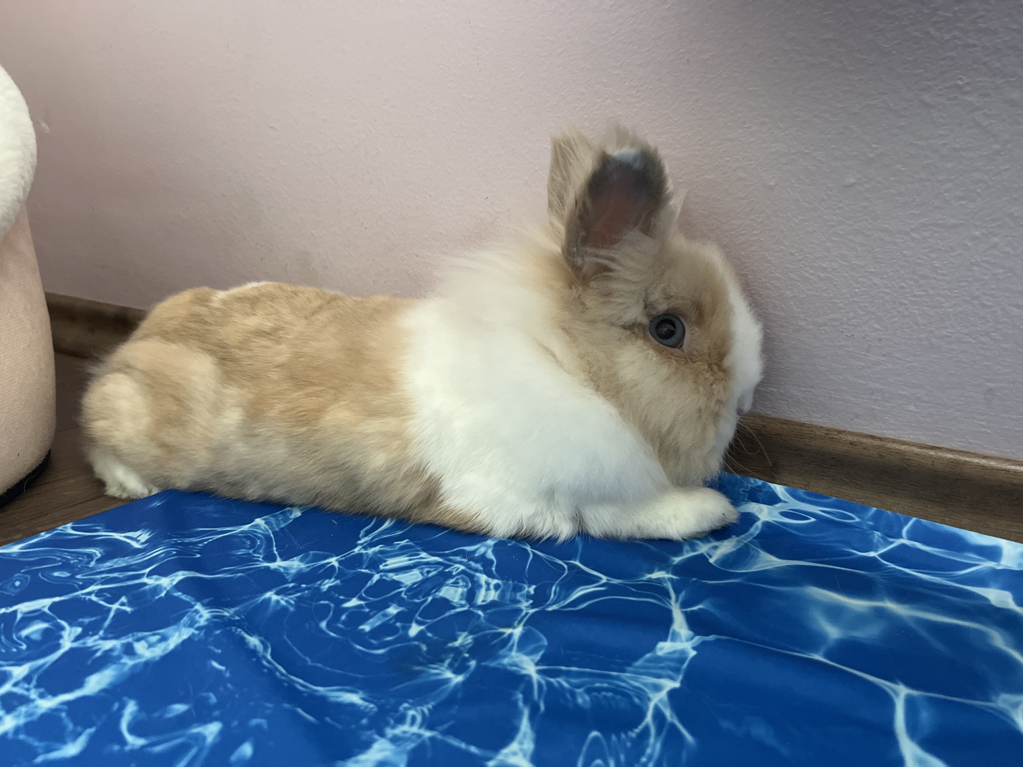 Pet rabbits observed in Sofia homes Saturday morning