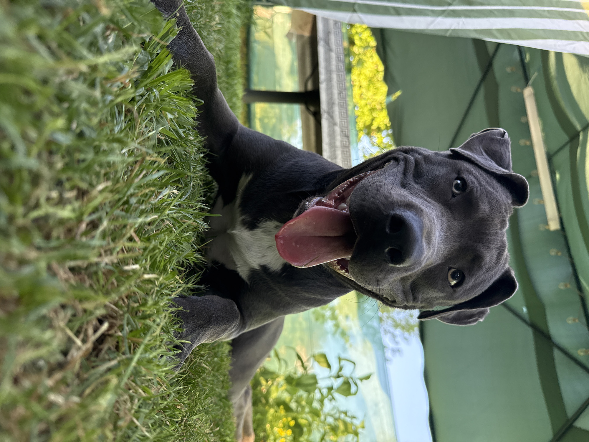 Pit bull plays in a Zornitsa backyard on a summer afternoon