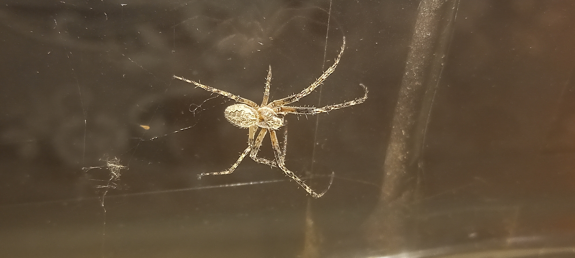 Spider and acoustic guitar, two close-up details