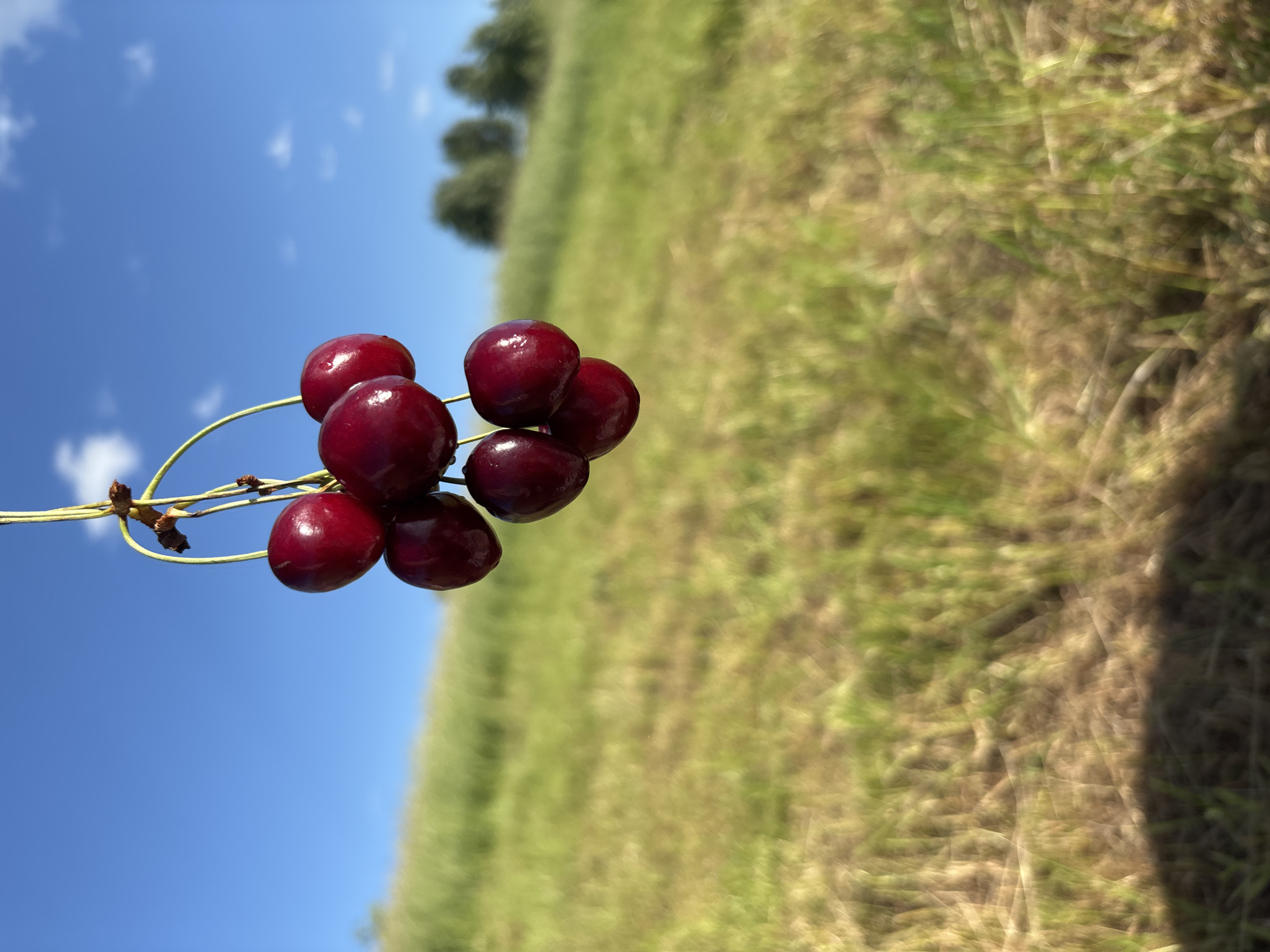 Cherries and open fields on a sunny summer afternoon in rural Russia