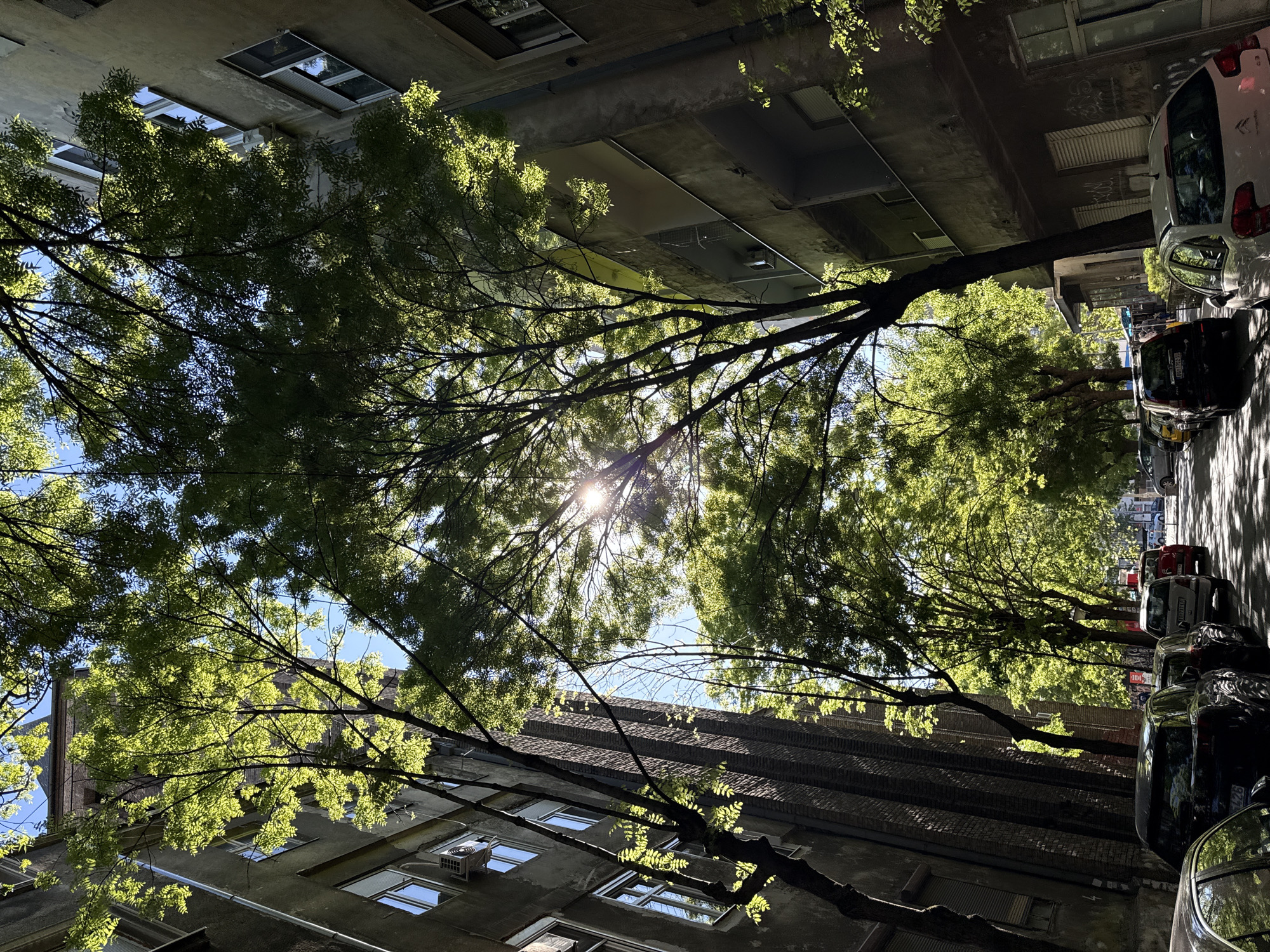 Afternoon sunlight illuminates Belgrade street scene through trees