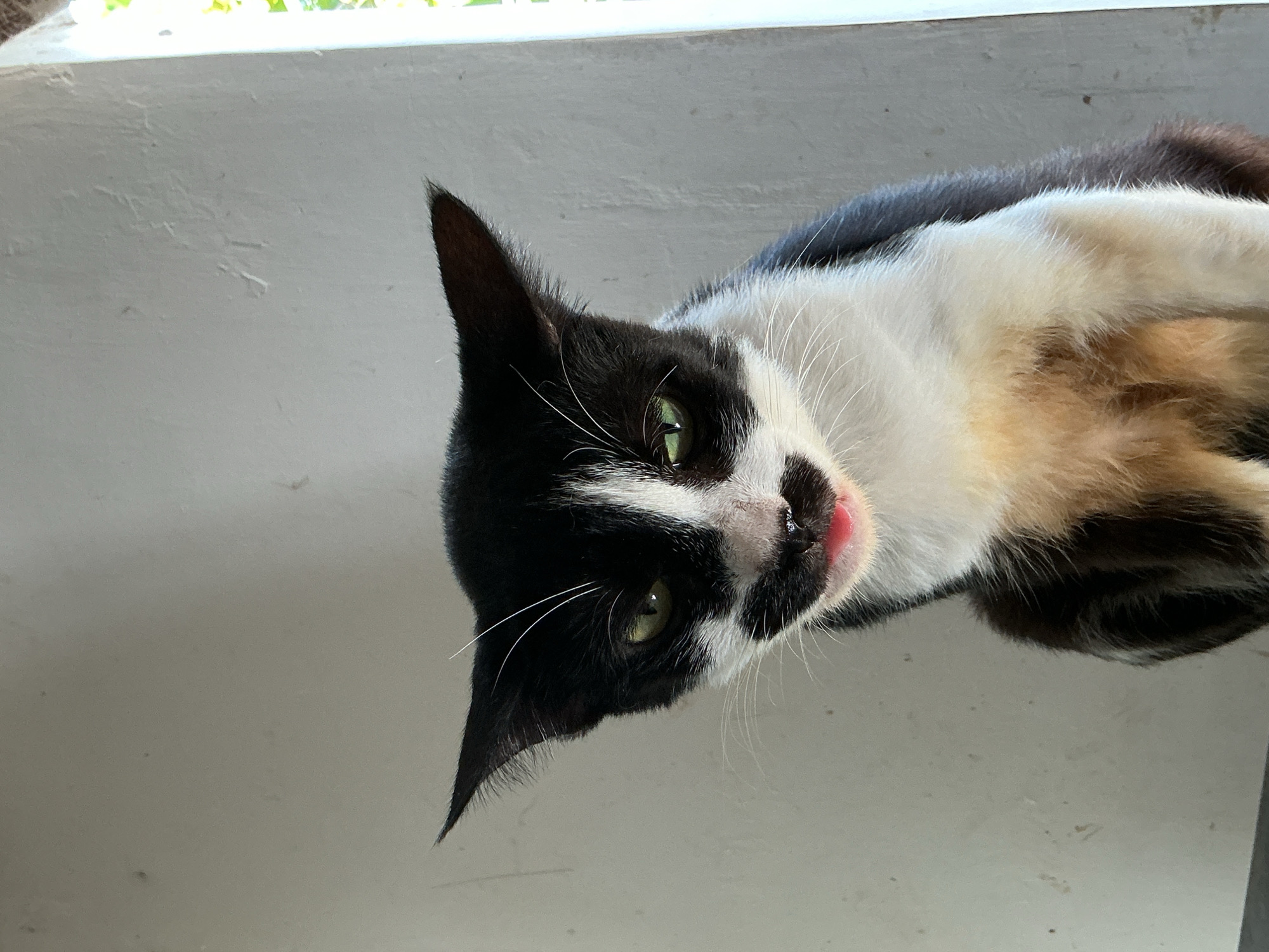 Cats and daily life scenes around Davao City