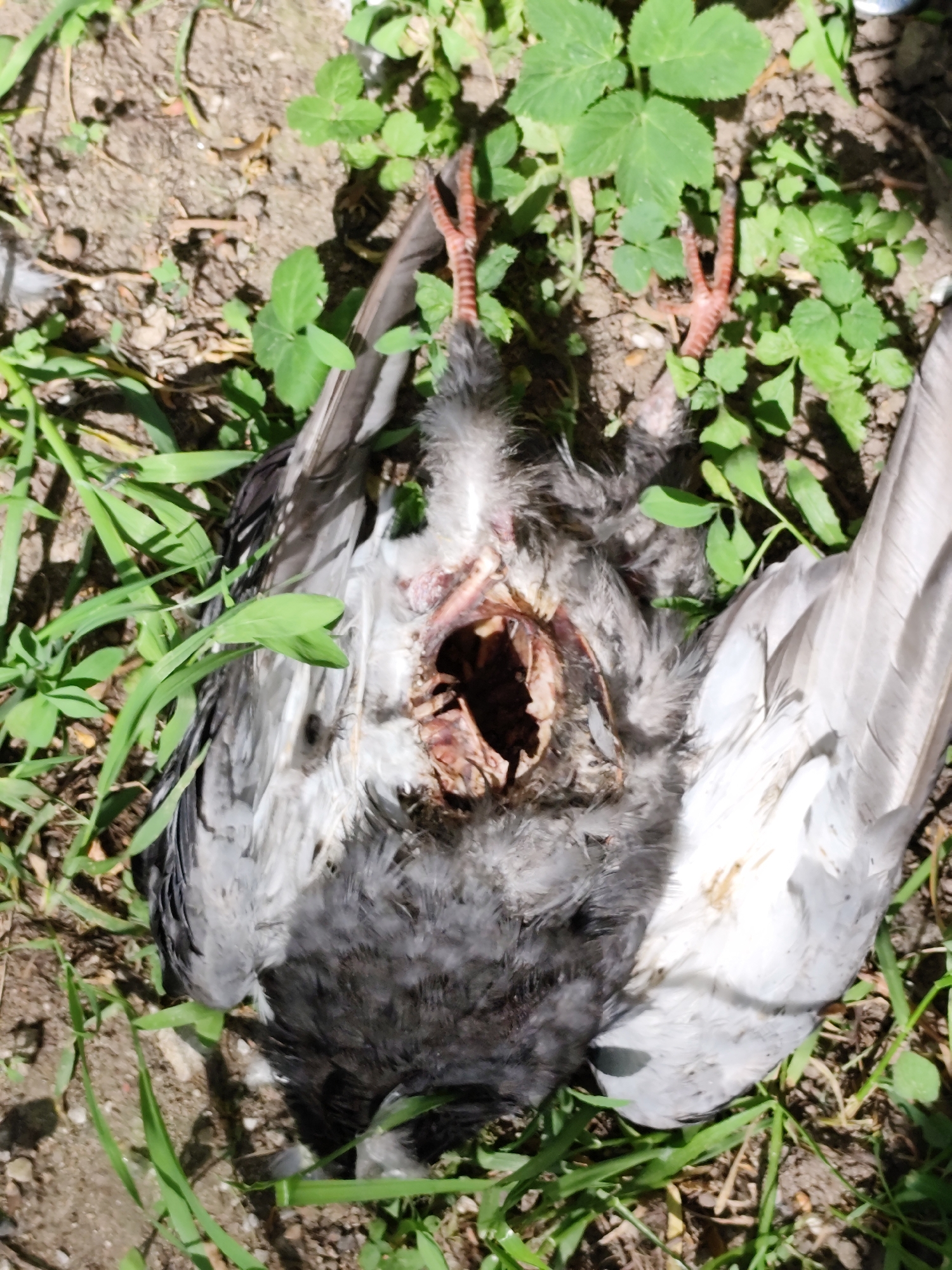 Dead pigeon with chest injury found in Moscow grass