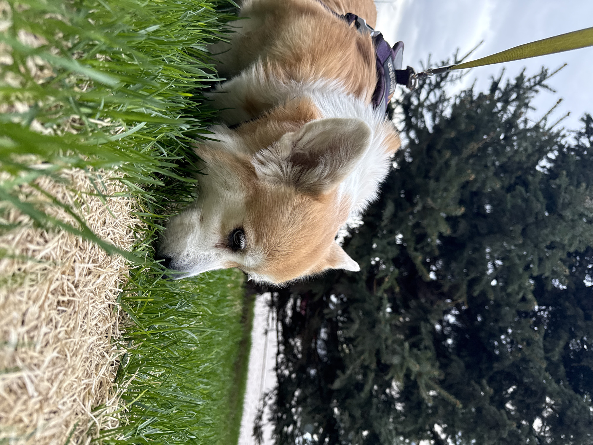 Corgi rests in grassy urban area in Krasnoyarsk