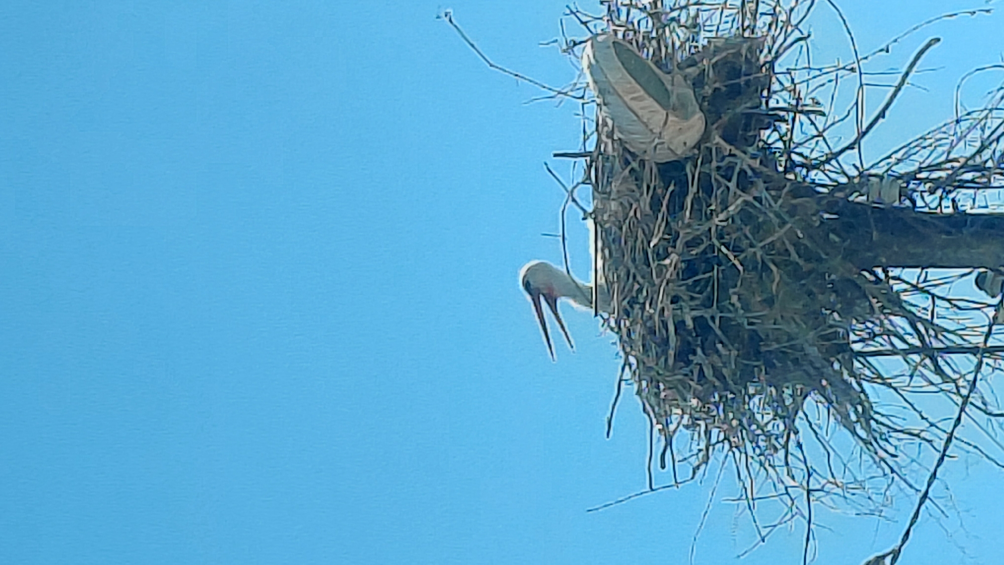 Stork tends nest on utility pole