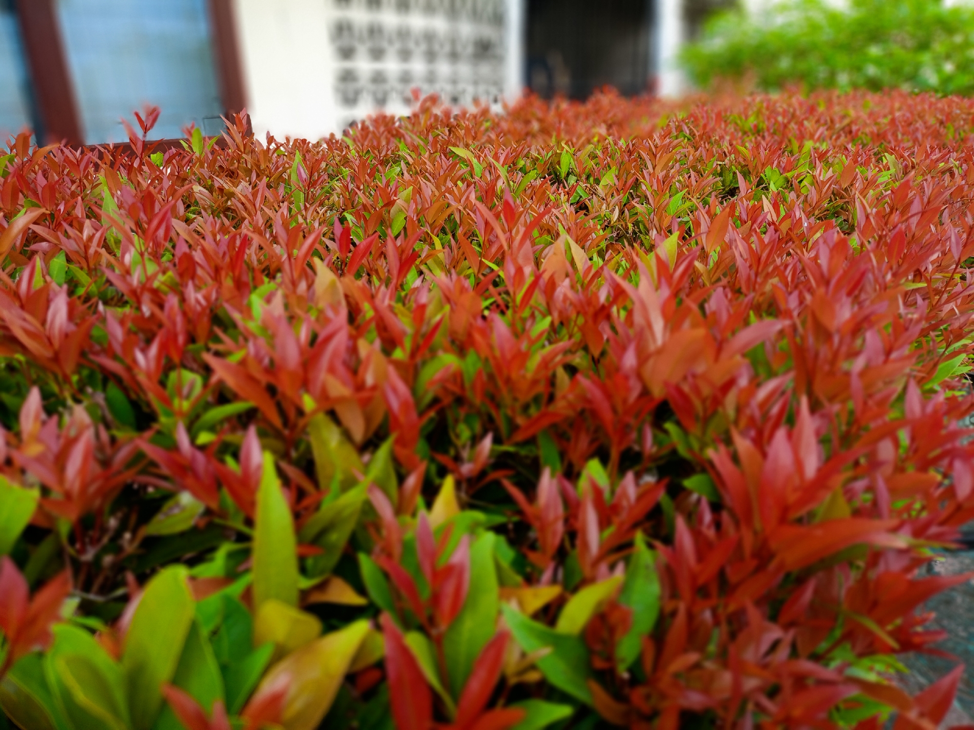 Nighttime garden documentation captures diverse flowering plants in Bireuen