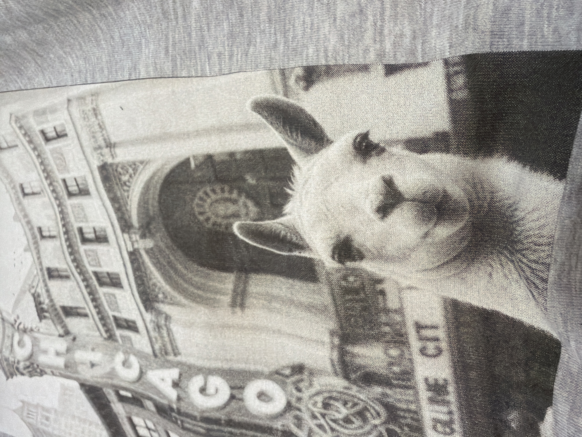 Llama-themed novelty T-shirt spotted in Krasnoyarsk, Russia